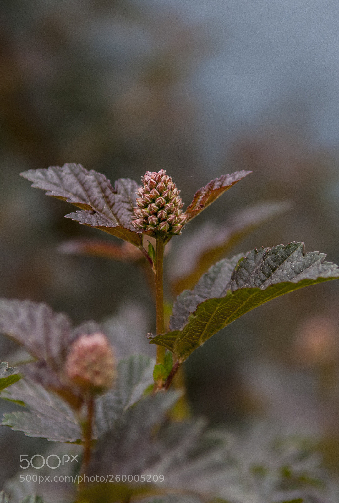 Nikon D300S sample photo. Цветы photography