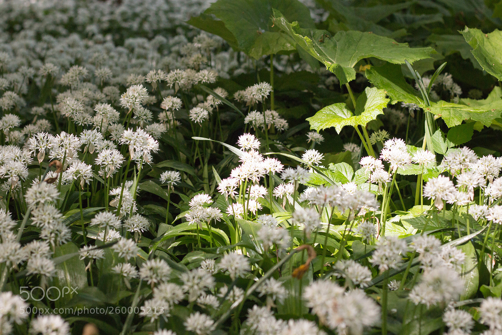 Canon EOS 70D sample photo. Macro photography