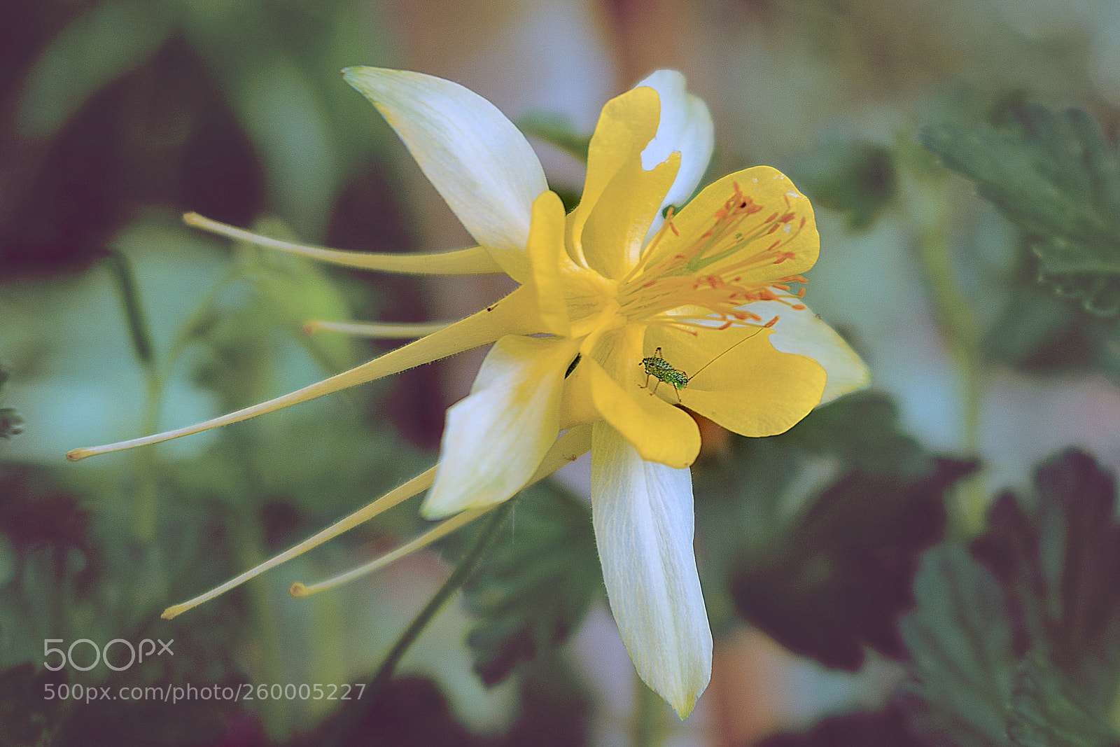 Sony a6300 sample photo. Yellow queen photography