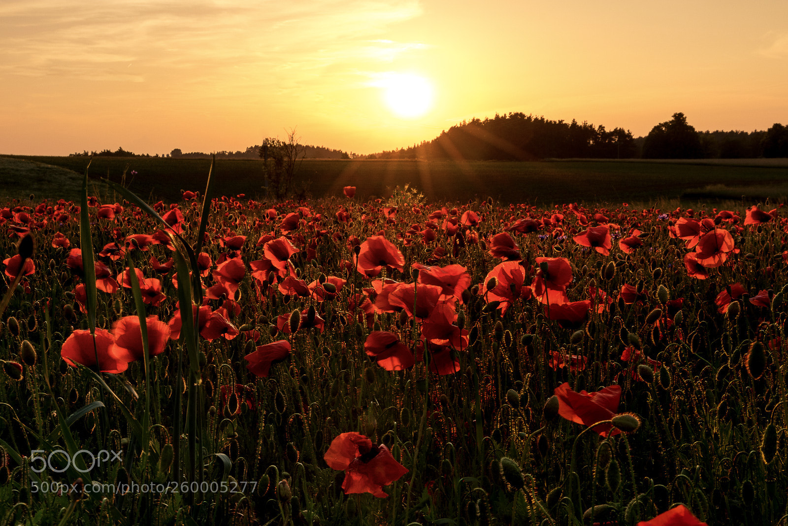 Canon EOS 80D sample photo. Poppies photography