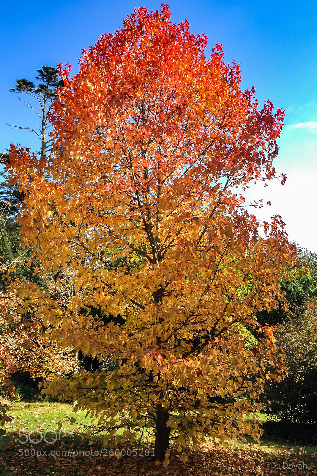 Apple iPhone 6 sample photo. Autumn  photography