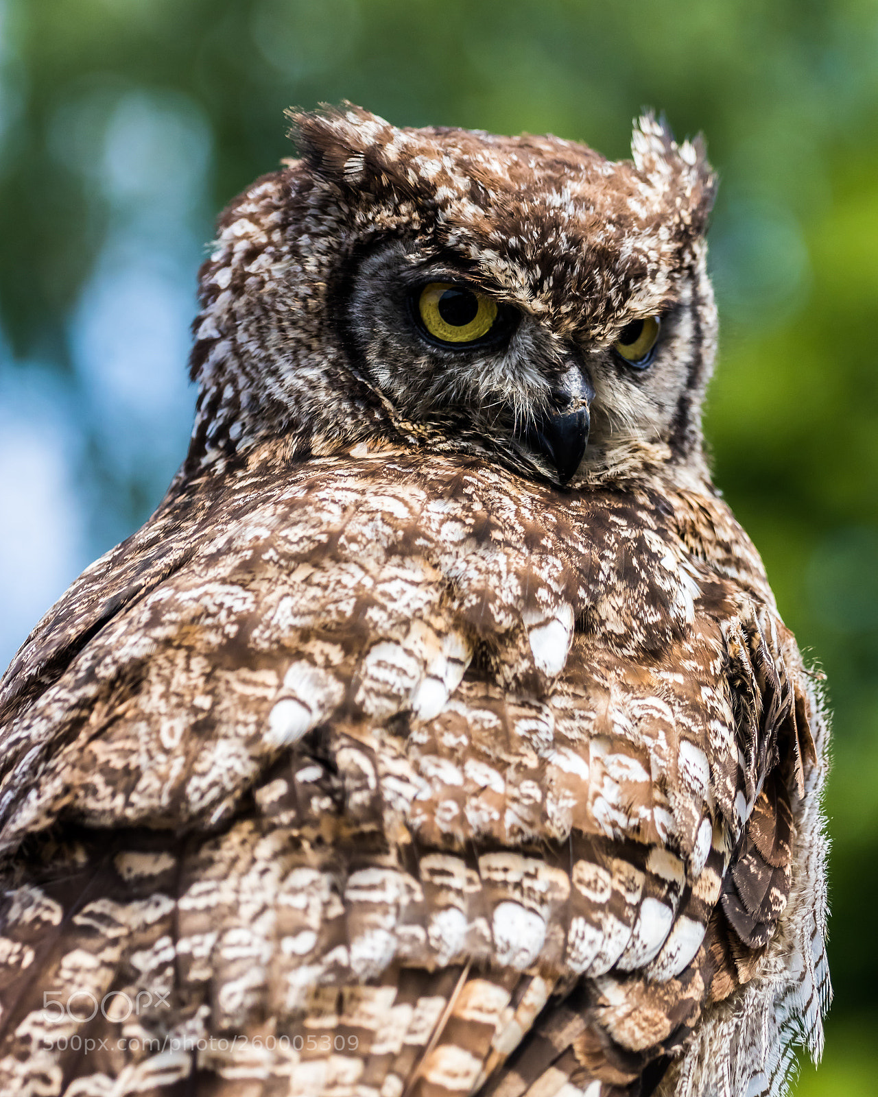 Canon EOS 80D sample photo. Serious owl photography