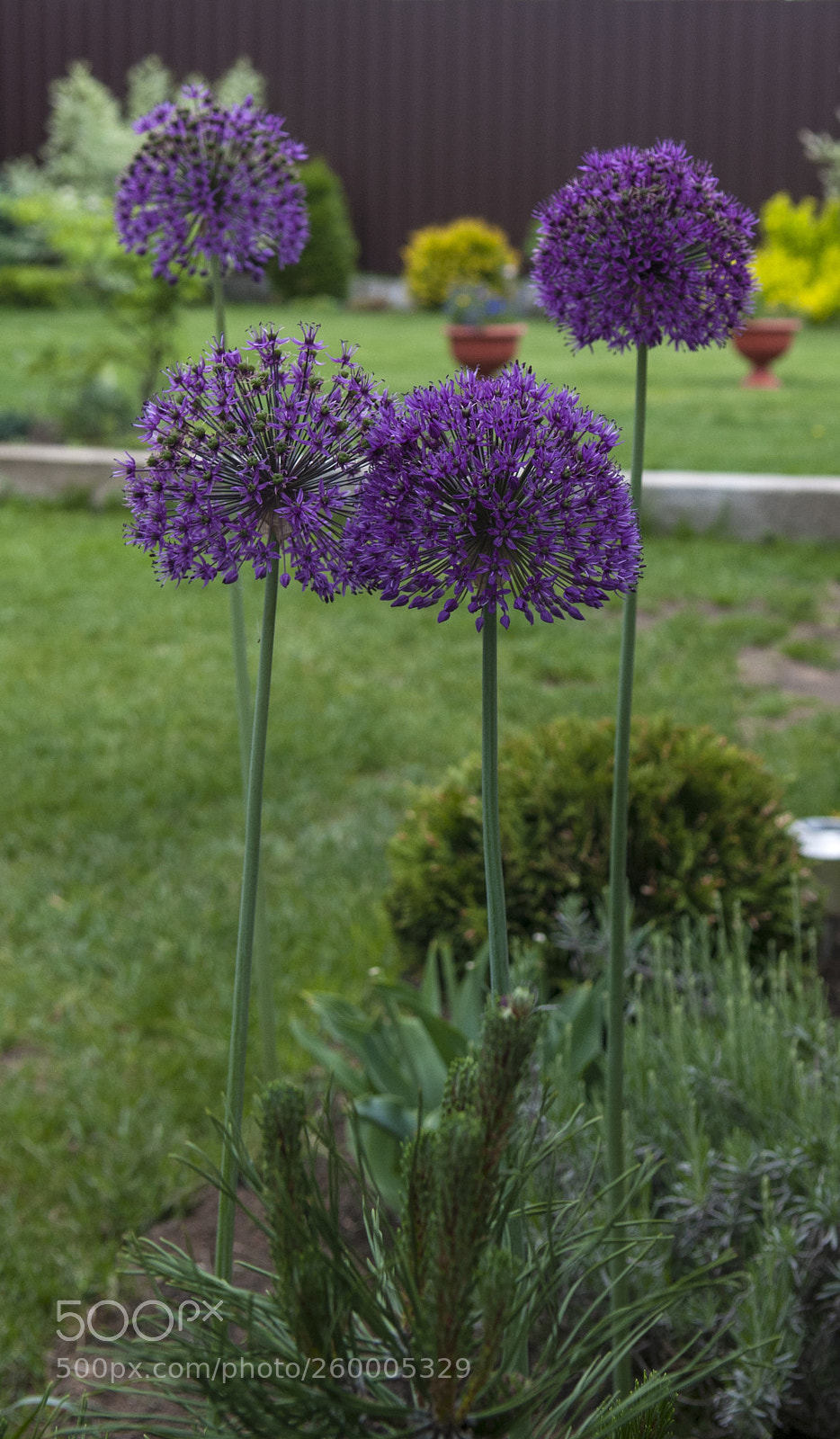 Nikon D300S sample photo. Цветы photography