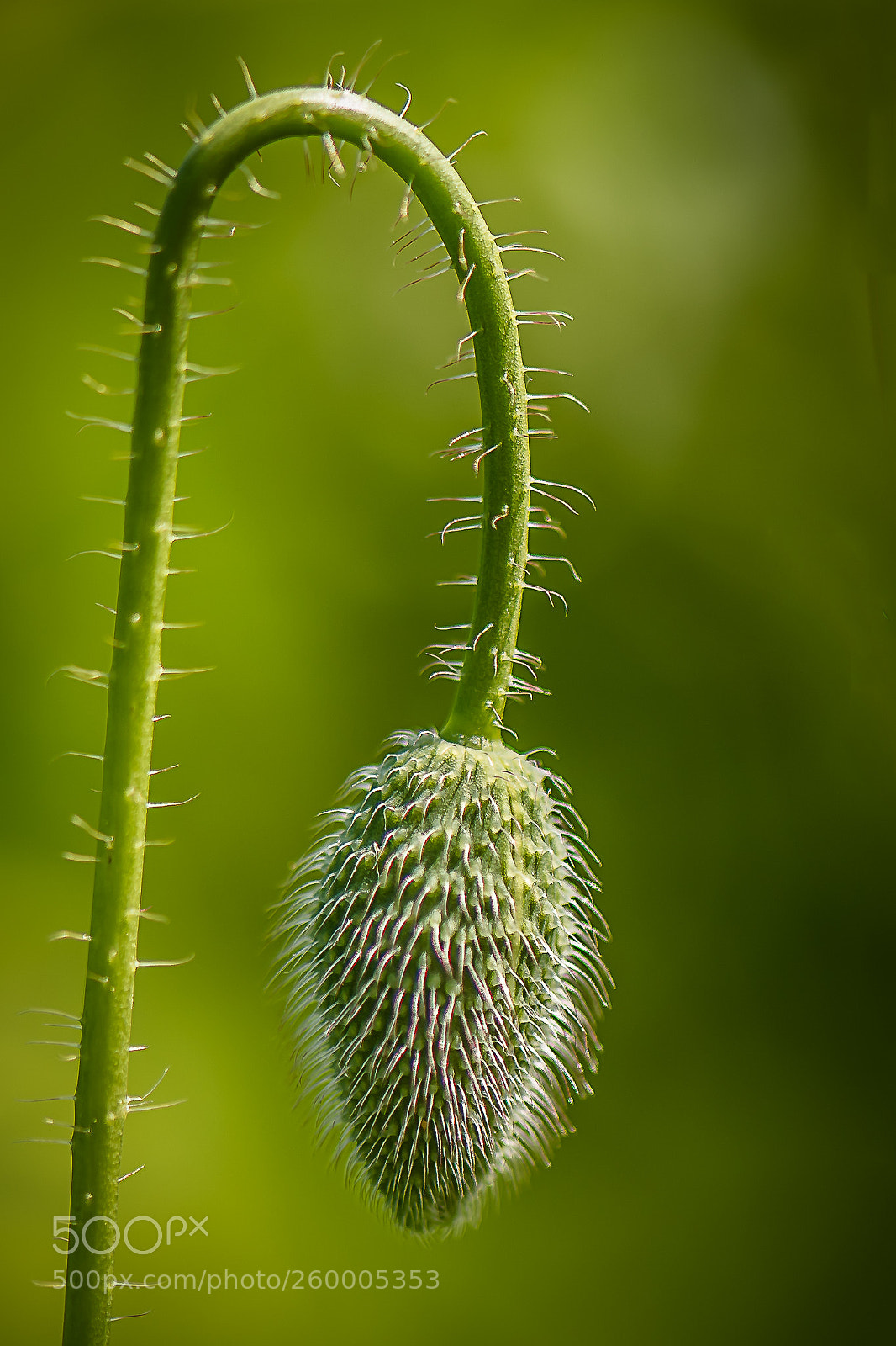 Nikon D750 sample photo. Poppy photography