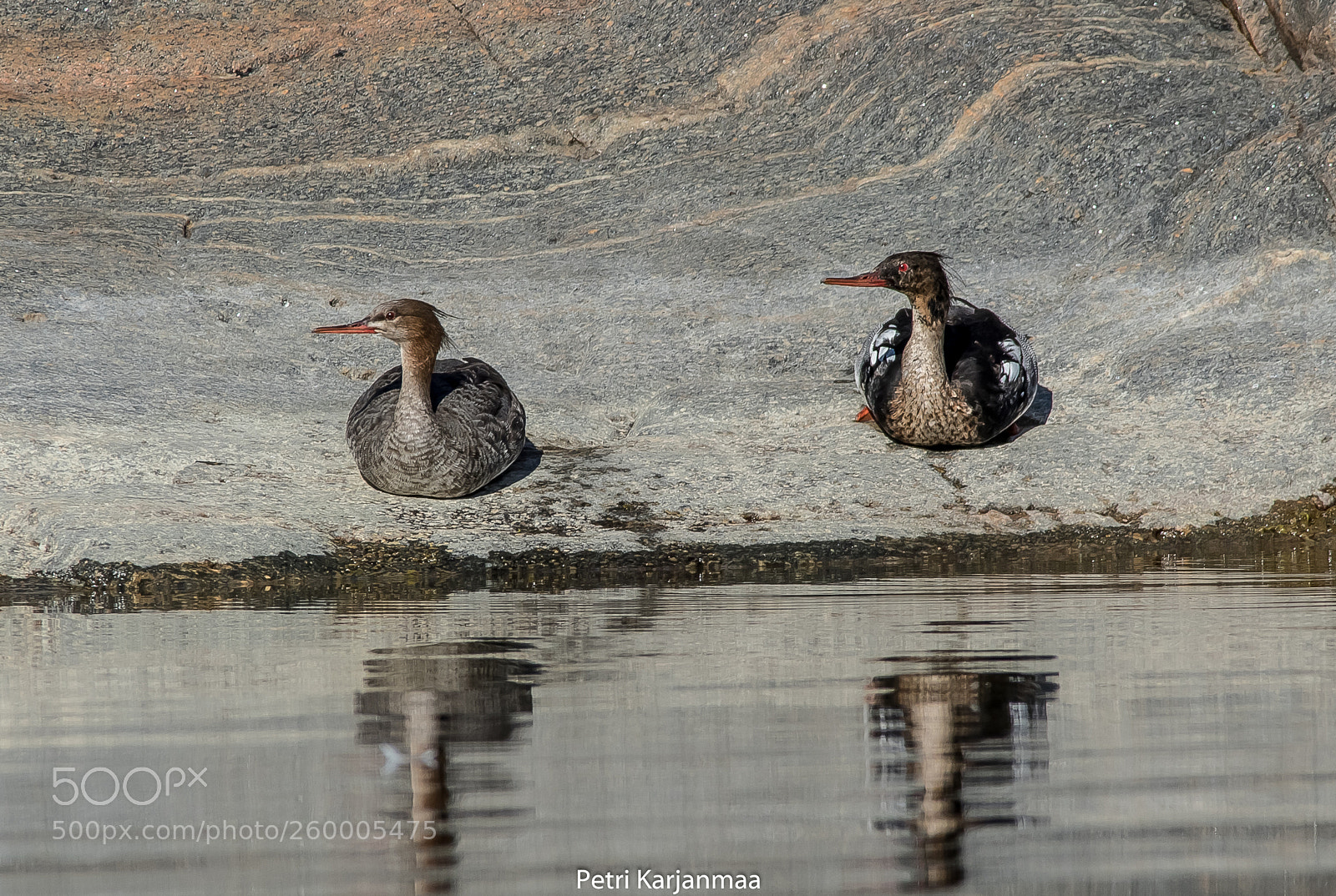 Canon EOS 7D Mark II sample photo. Mergus serrator photography