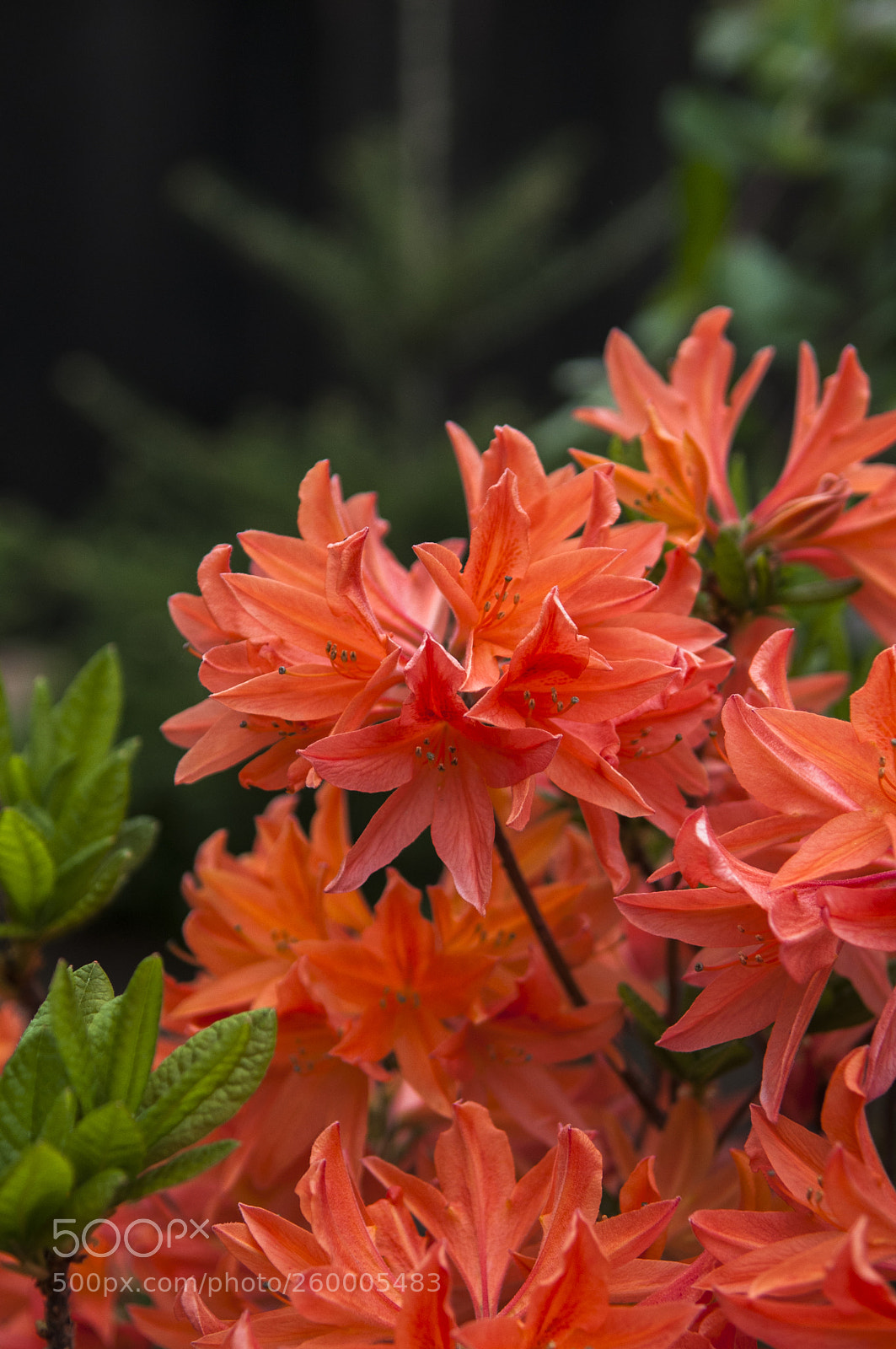 Nikon D300S sample photo. Цветы photography
