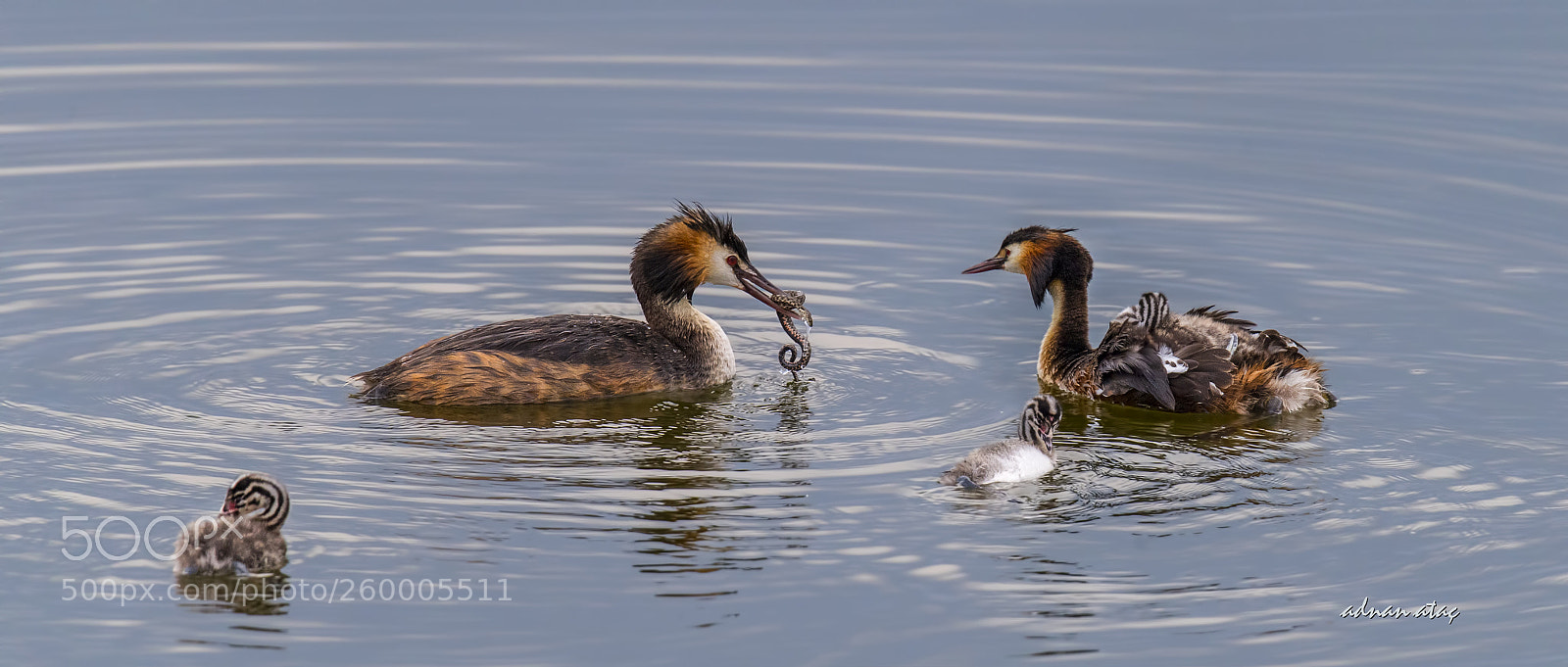 Nikon D5 sample photo. Bahri - great crested photography