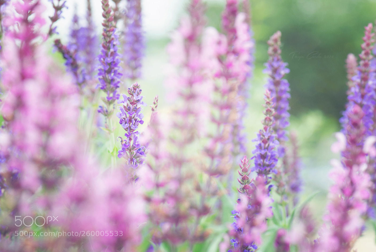 Nikon D7000 sample photo. In full bloom photography
