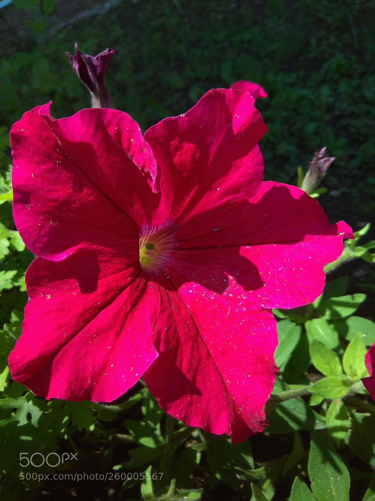Xiaomi Redmi Note 4 sample photo. Untitled photography