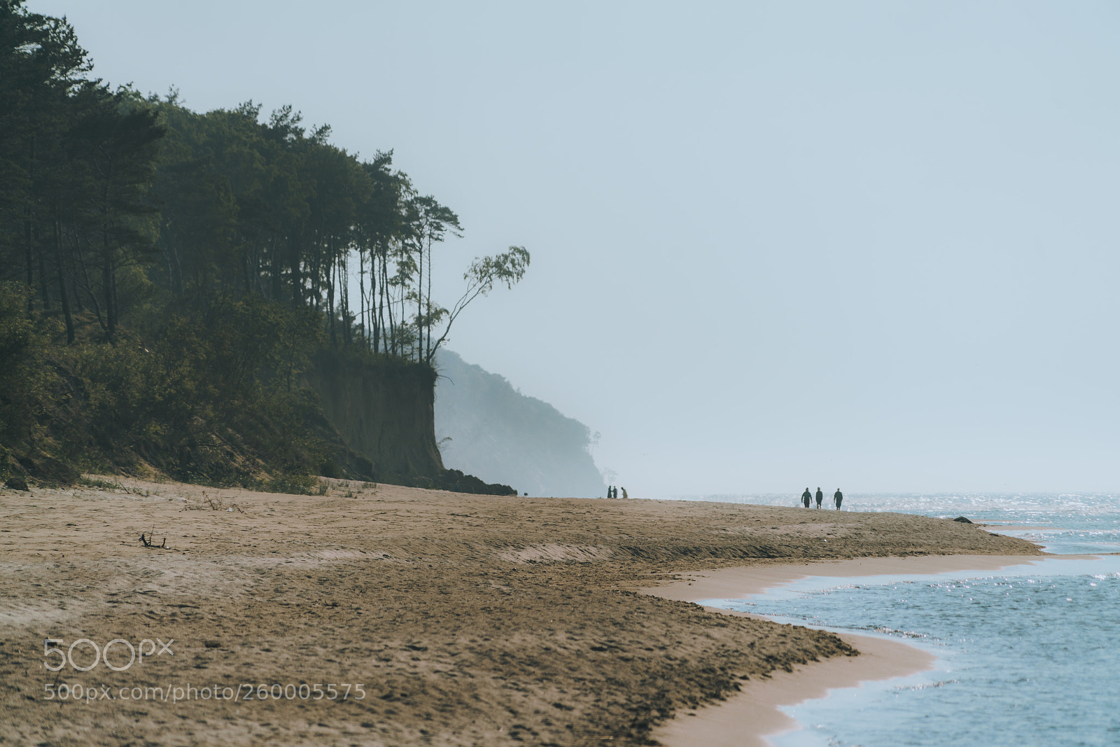 Sony a7R II sample photo. Forest taken by the photography