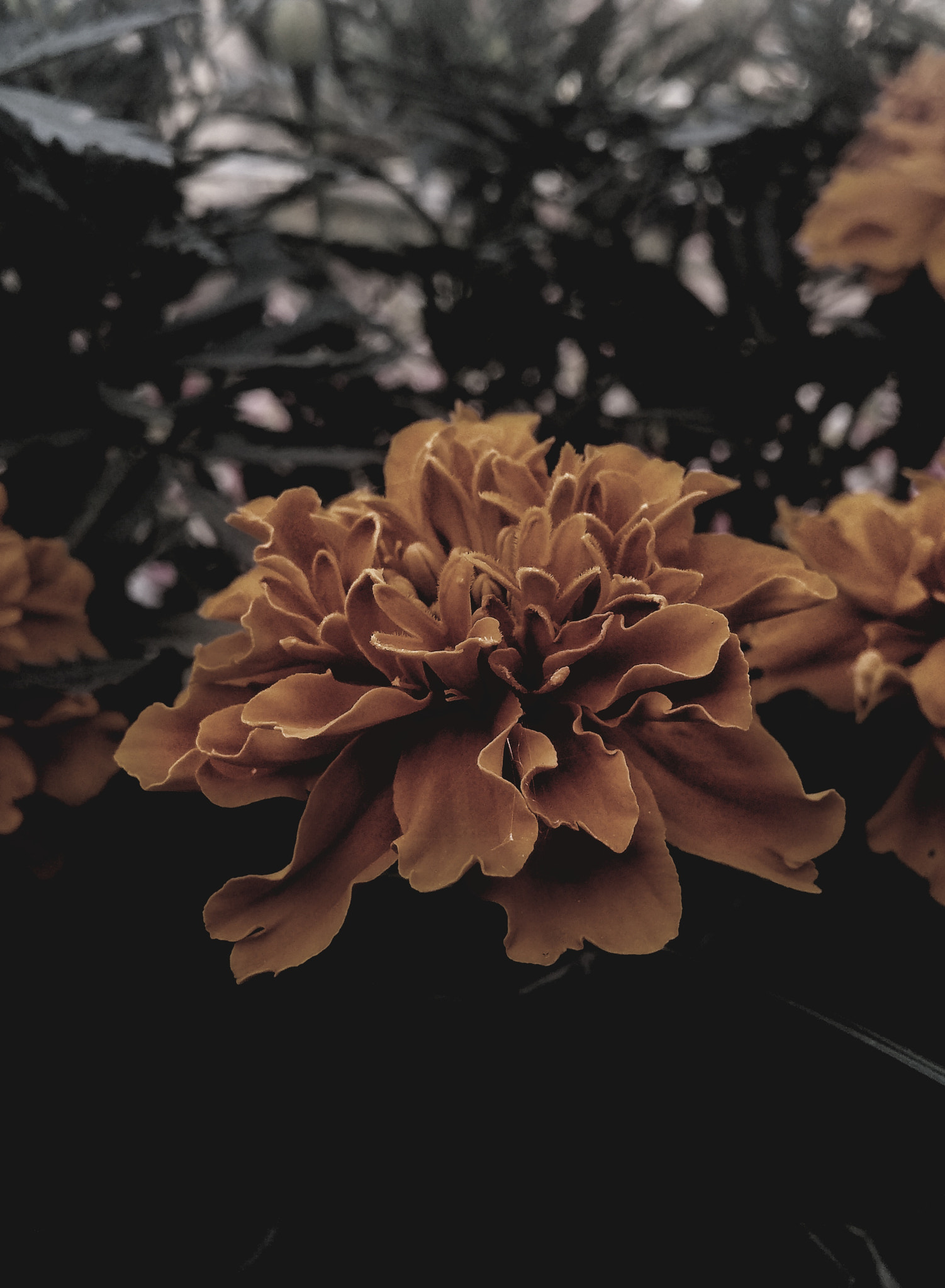 LG G3 sample photo. The flower photography
