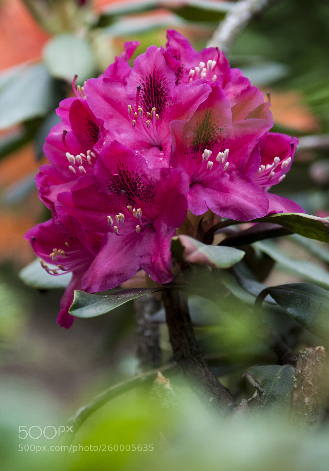 Nikon D300S sample photo. Цветы photography