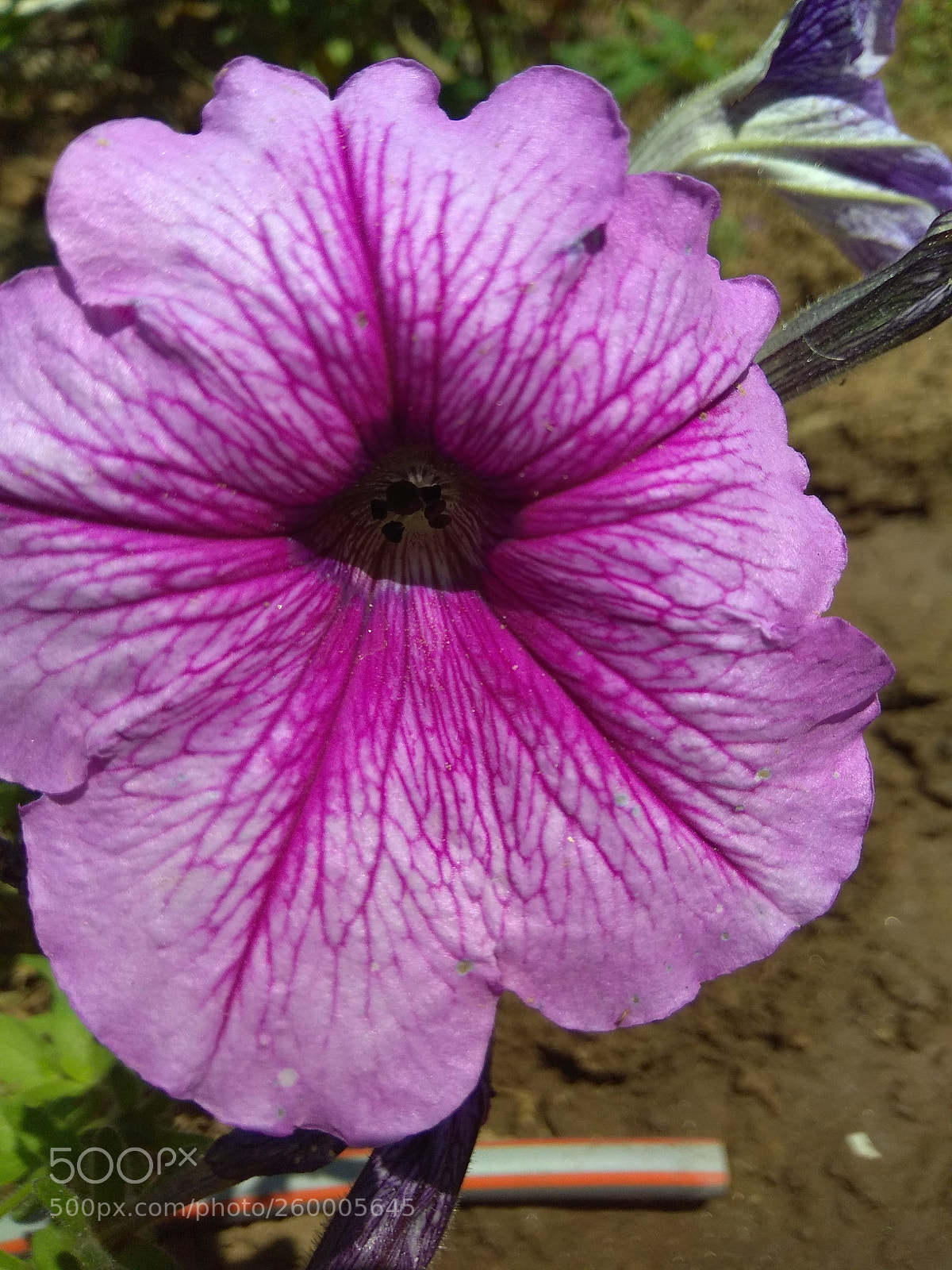 Xiaomi Redmi Note 4 sample photo. Untitled photography