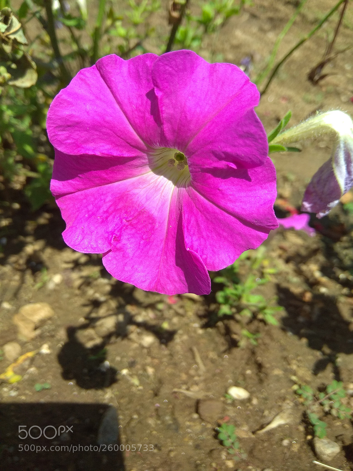Xiaomi Redmi Note 4 sample photo. Untitled photography