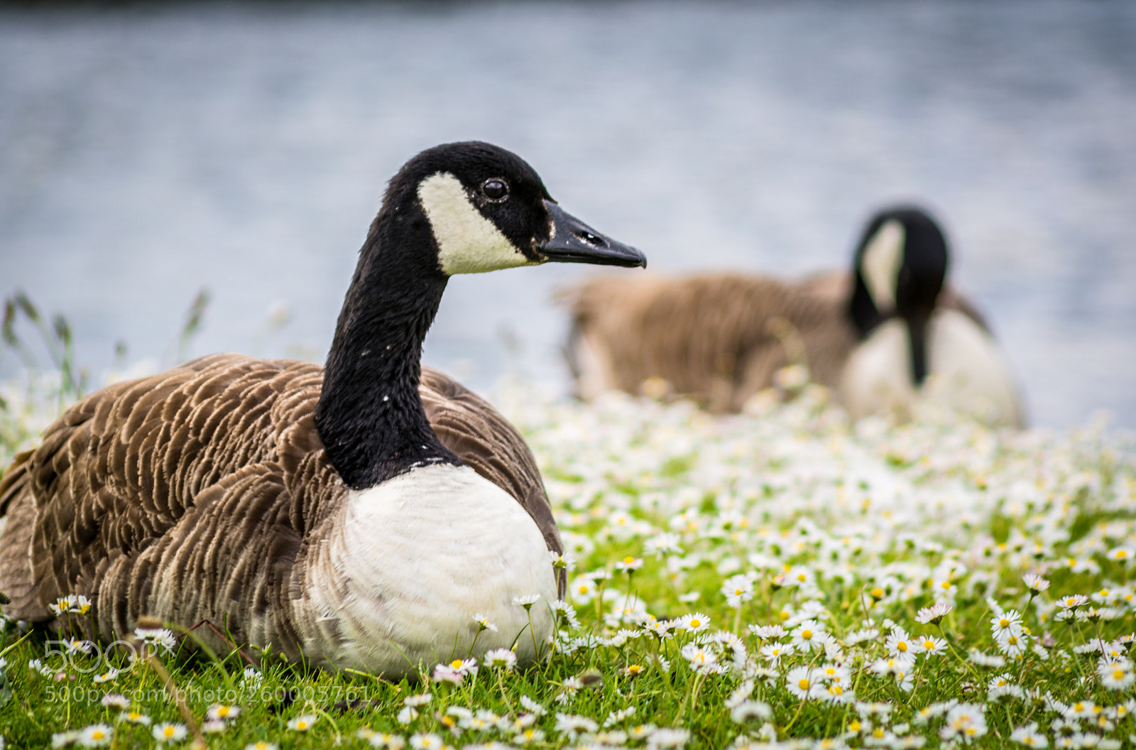 Nikon D5200 sample photo. Ducks & daisy photography