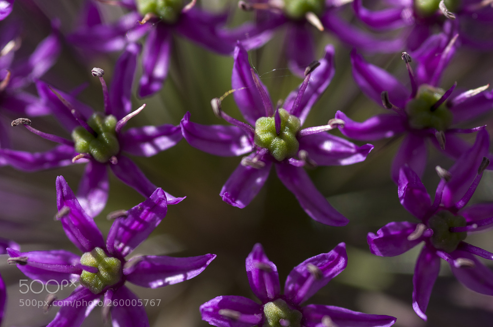 Nikon D300S sample photo. Цветы photography