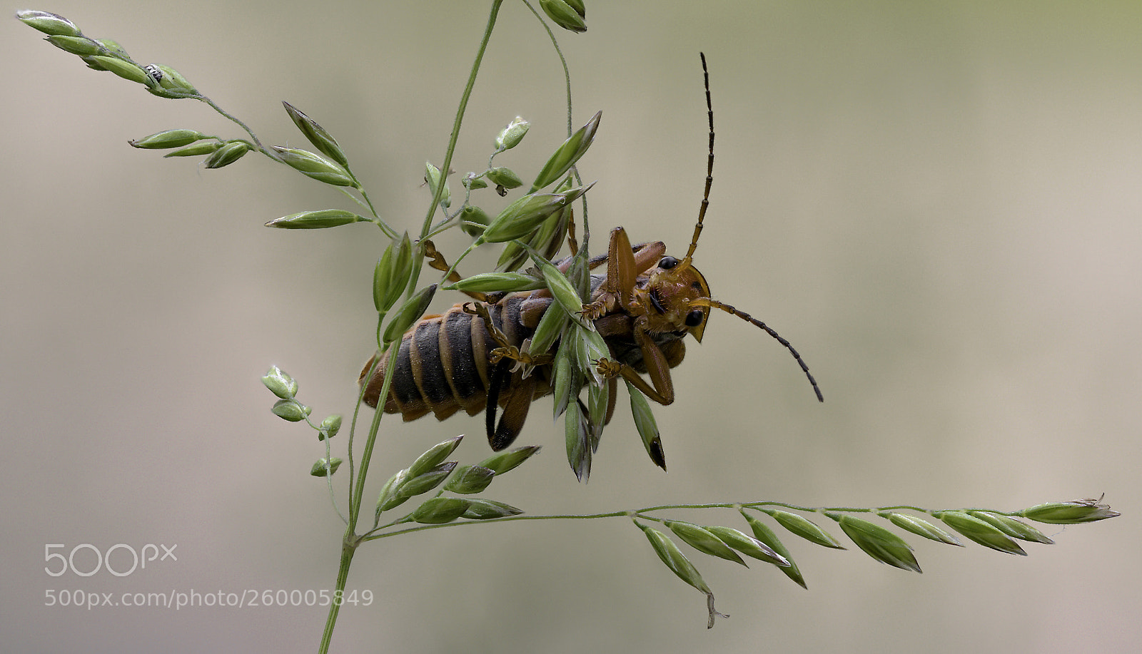 Olympus OM-D E-M1 Mark II sample photo. Cantharis fusca #3 photography