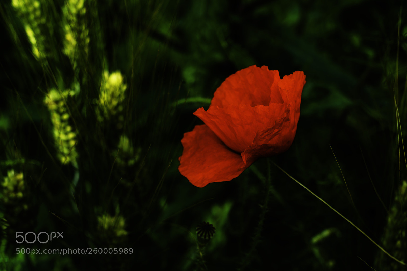 Sony a7R III sample photo. Red and green ii photography