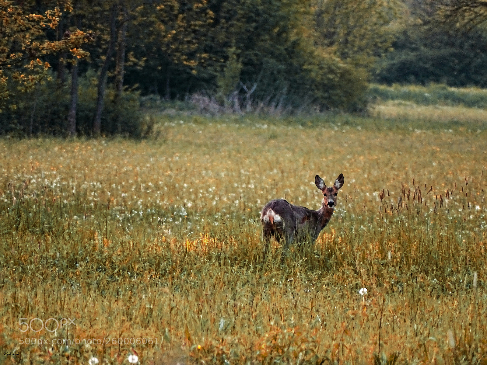 Sony Cyber-shot DSC-HX400V sample photo. Deer photography