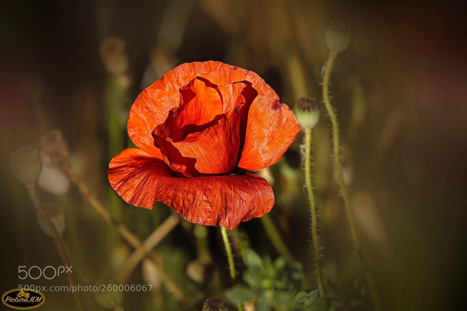 Nikon D5500 sample photo. Amapola photography