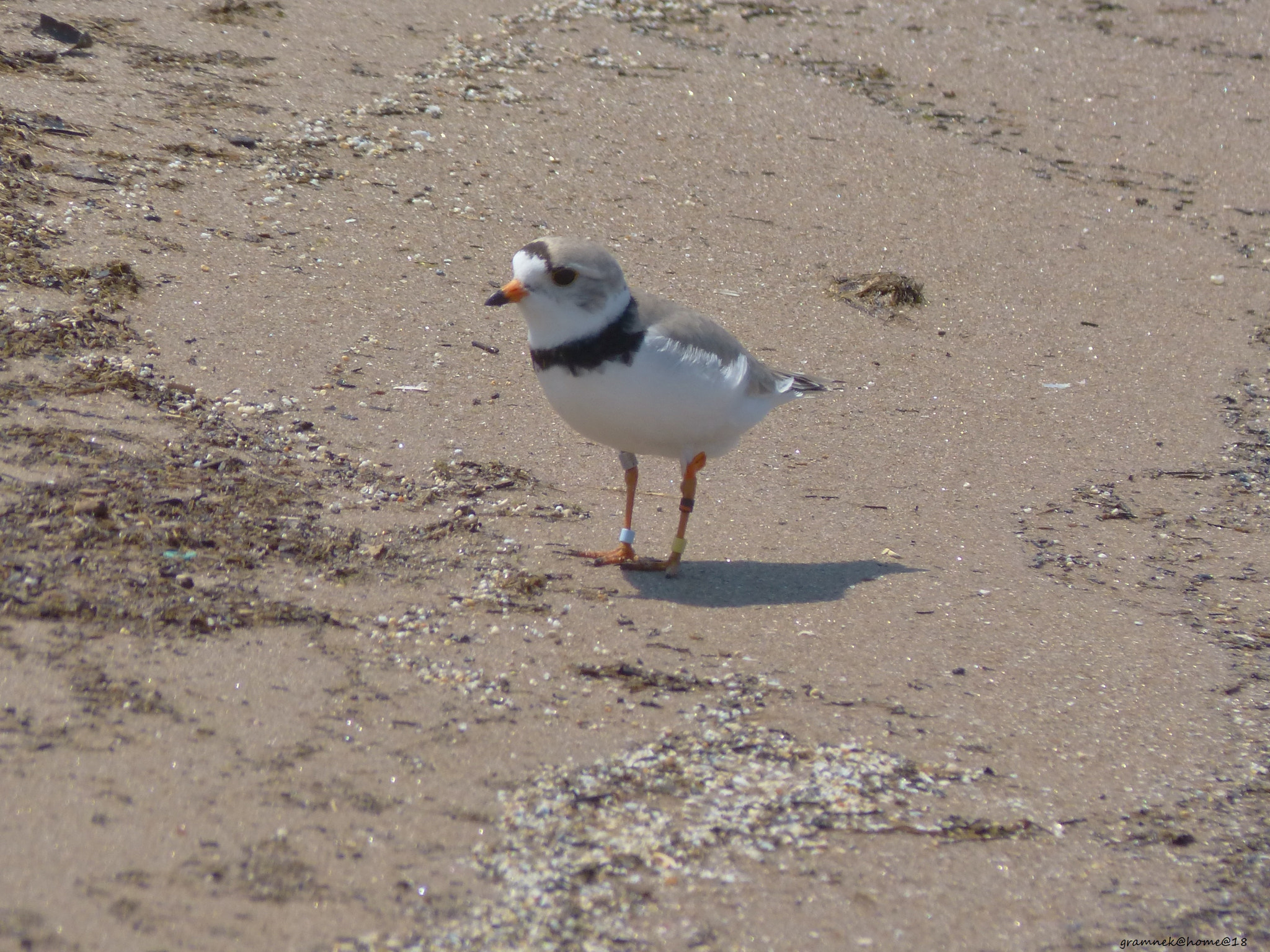 Panasonic Lumix DMC-FZ60 (Lumix DMC-FZ62) sample photo. Piping plover - please read photography