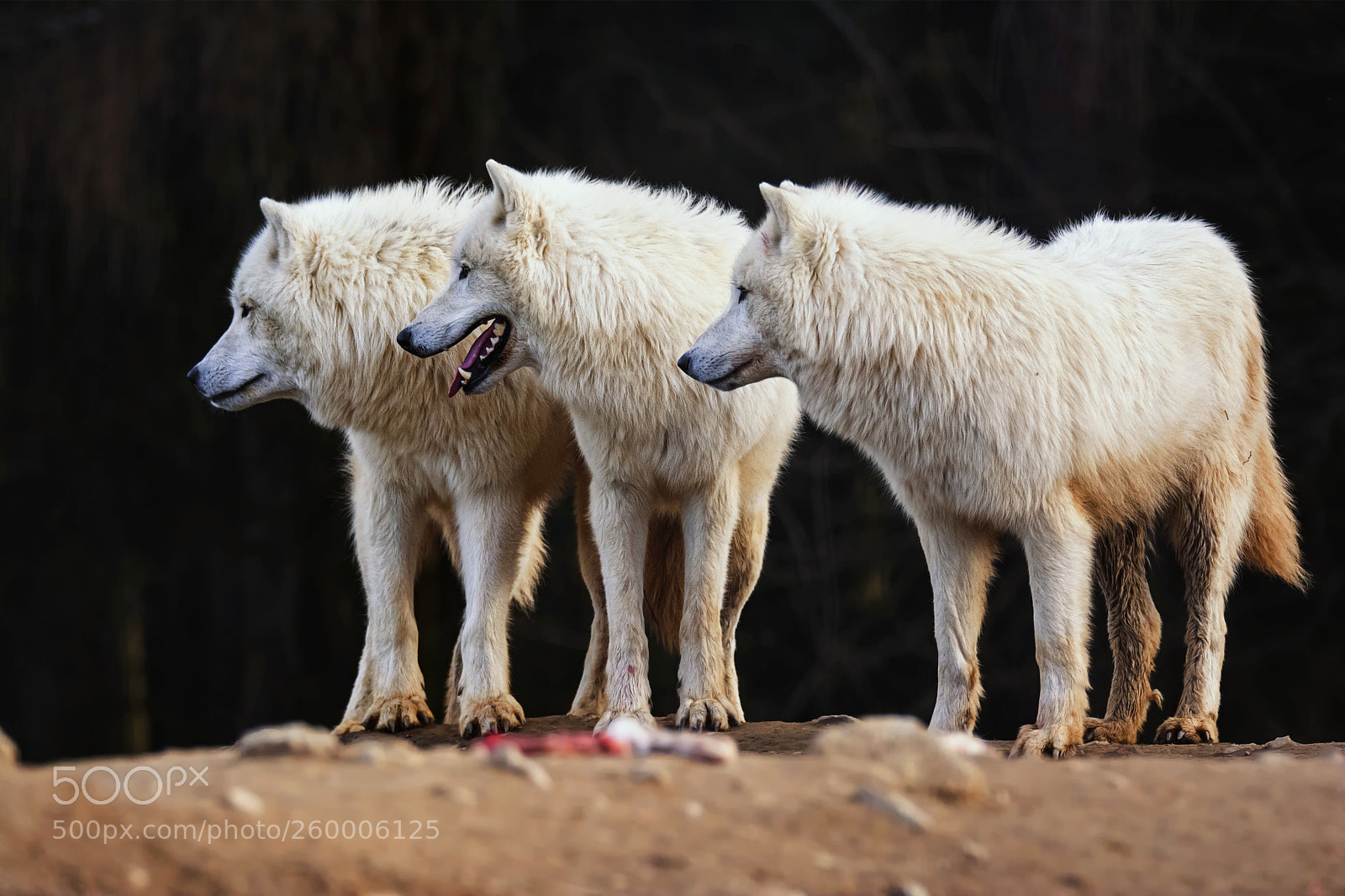 Nikon D7100 sample photo. Arctic wolf photography