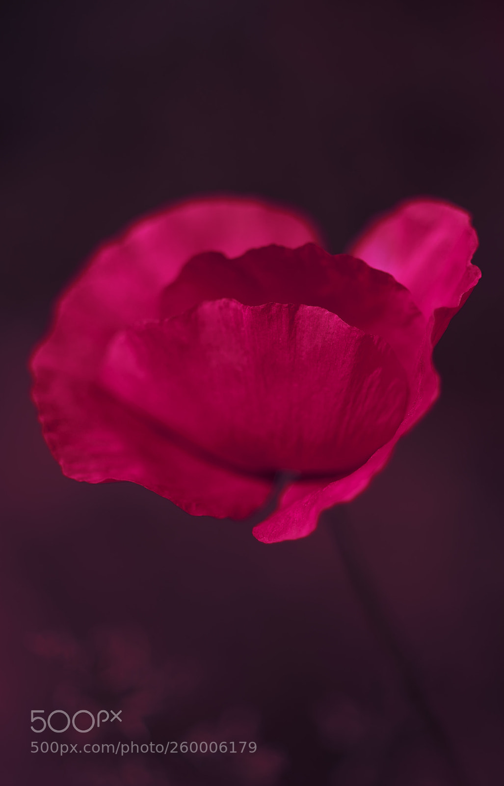 Nikon D610 sample photo. Flower photography