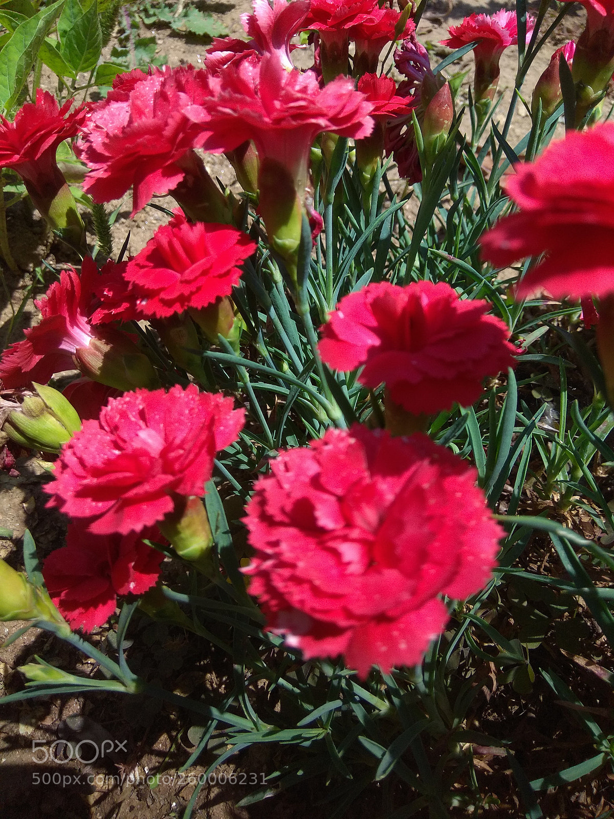 Xiaomi Redmi Note 4 sample photo. Untitled photography