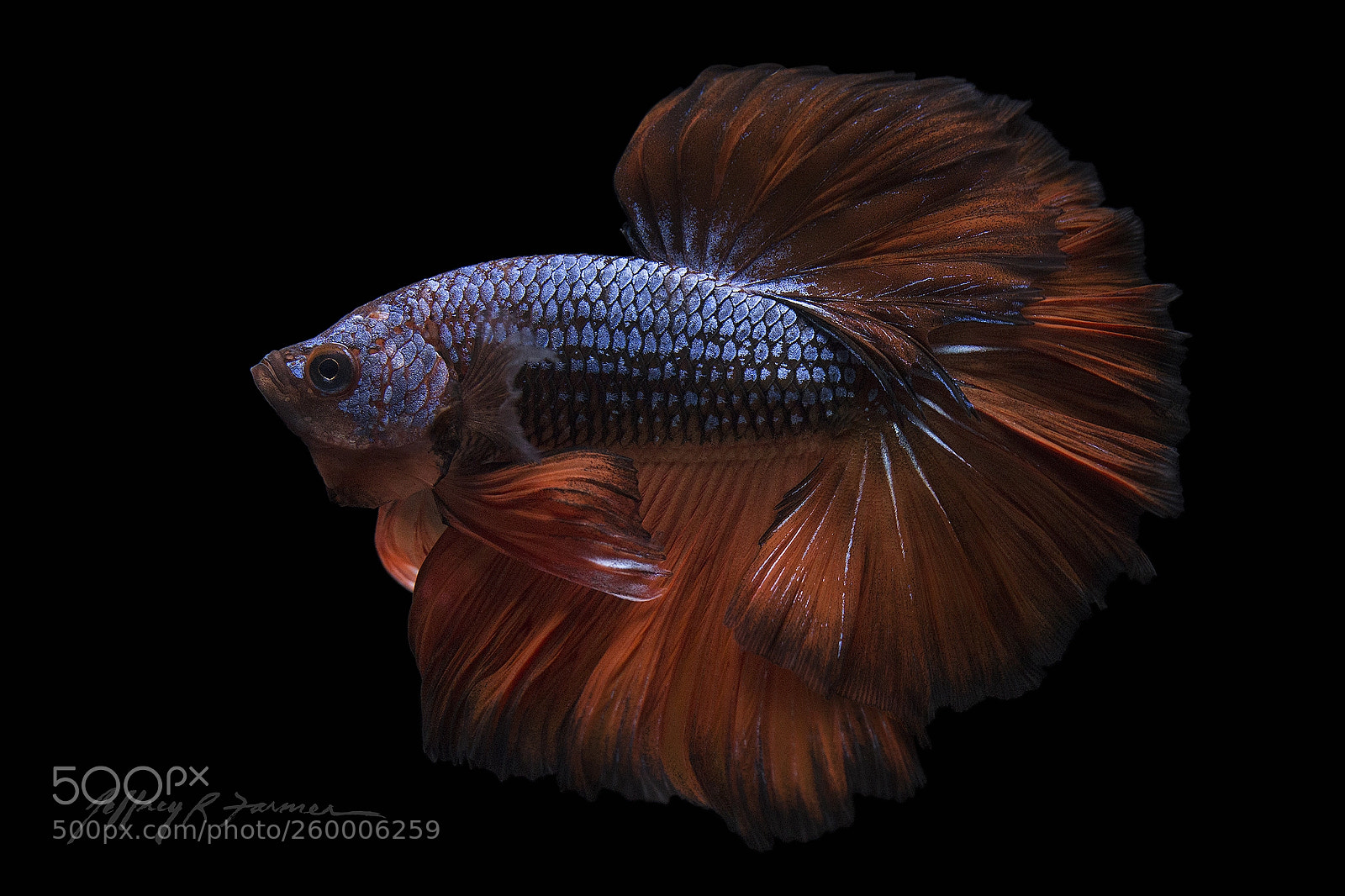 Canon EOS 70D sample photo. Chiaroscuro betta photography