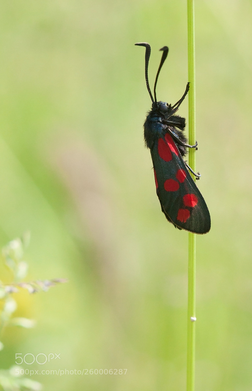 Canon EOS 50D sample photo. Six-spot burnet photography