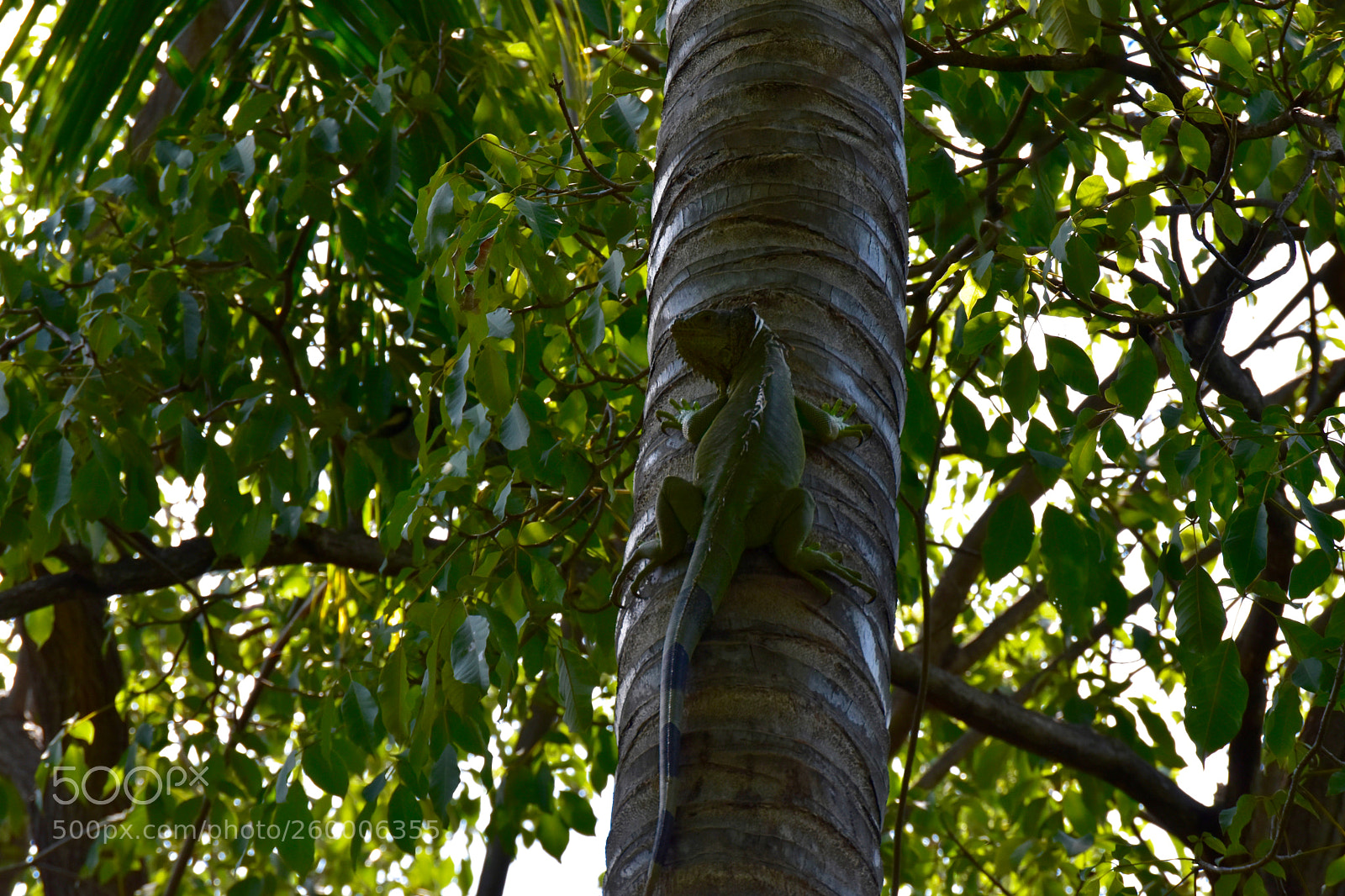 Nikon D5500 sample photo. Dsc photography