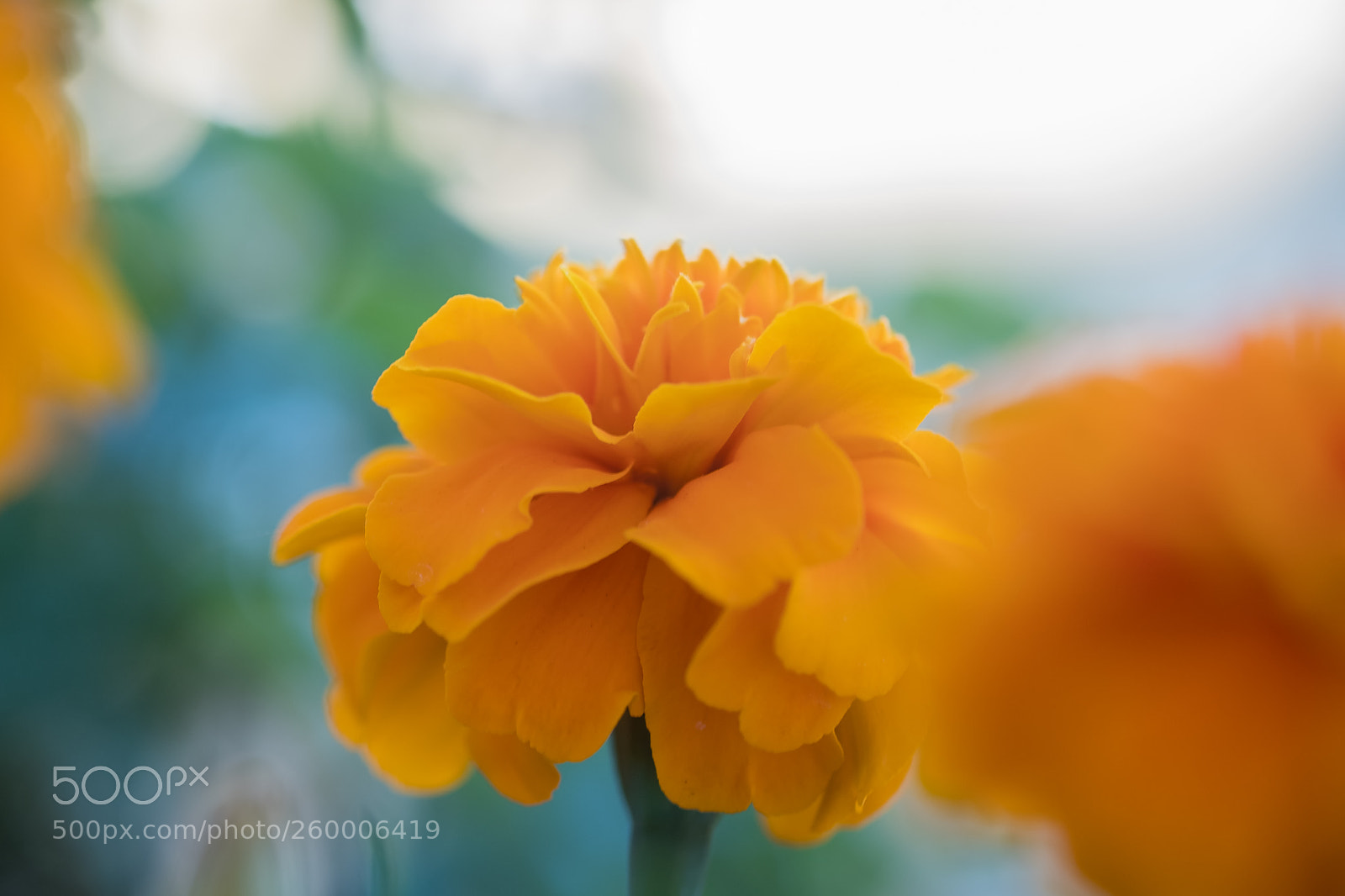 Fujifilm X-T2 sample photo. F l o w photography