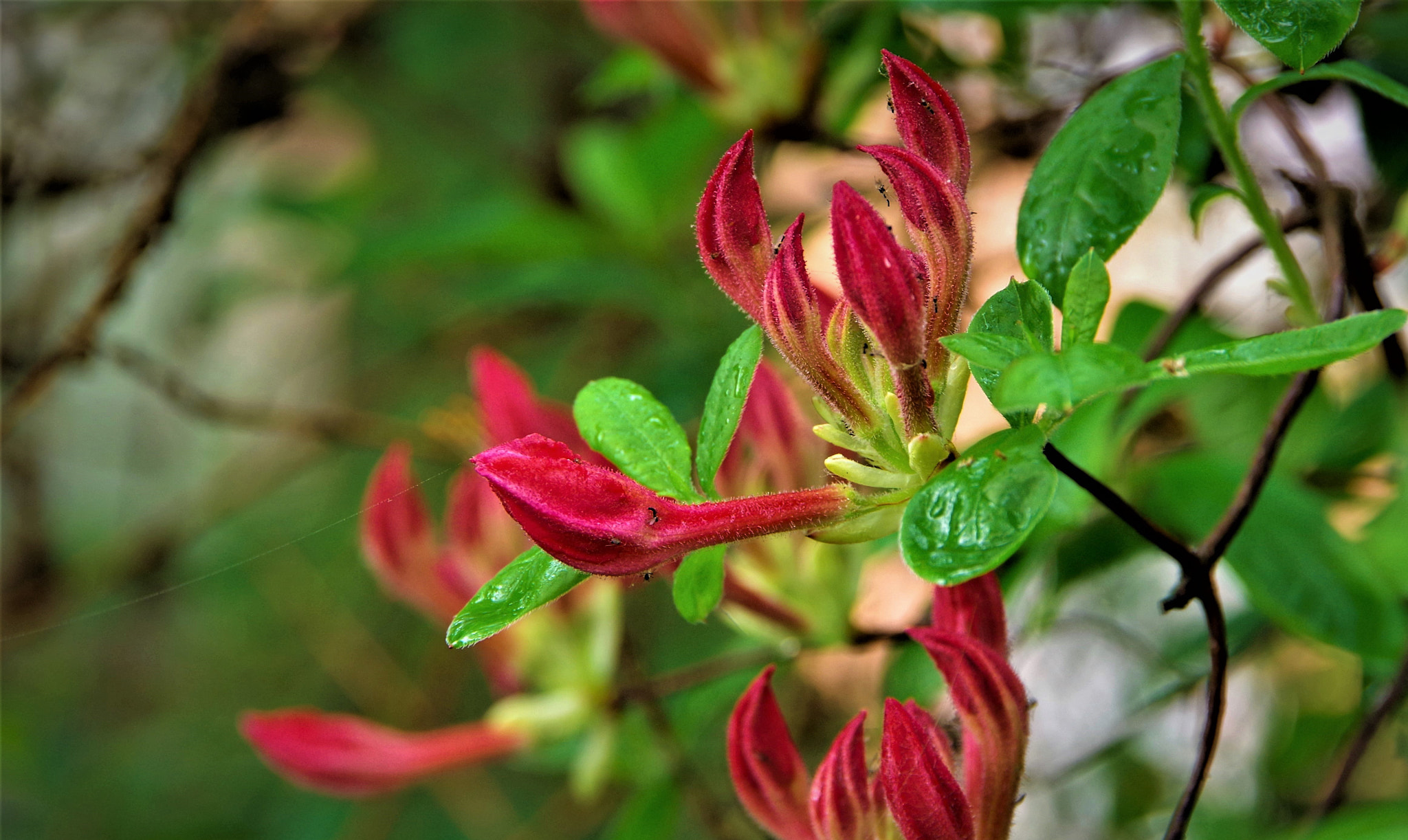 Pentax K-70 sample photo. Red flowers photography