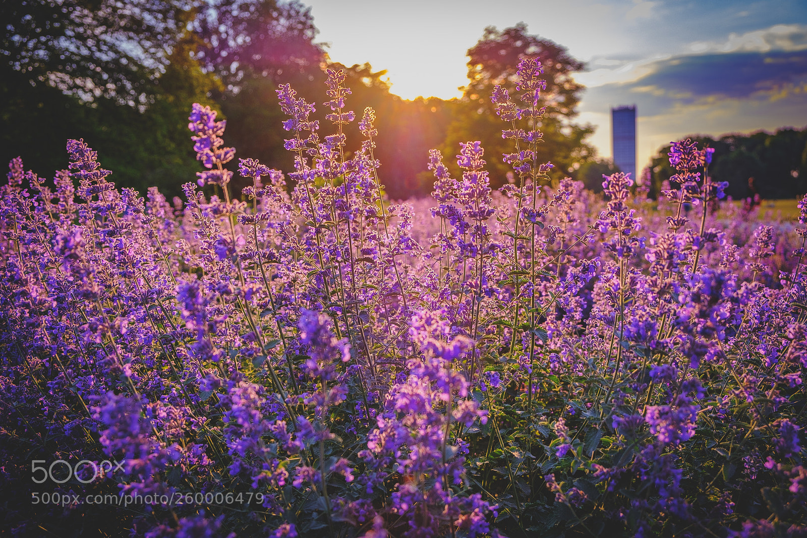 Fujifilm X-T20 sample photo. Lavendelpower photography