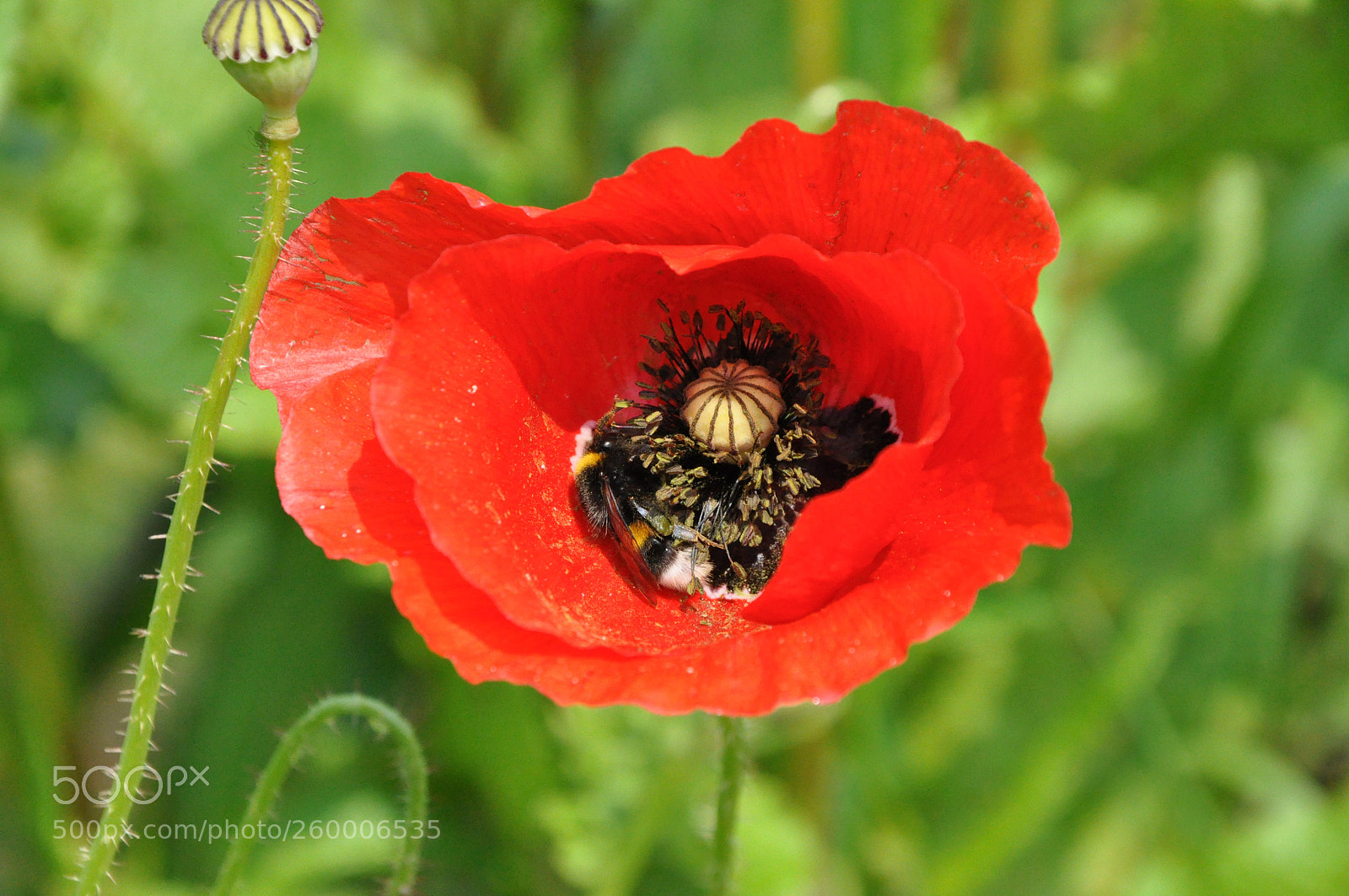 Nikon D90 sample photo. Poppy and bee photography