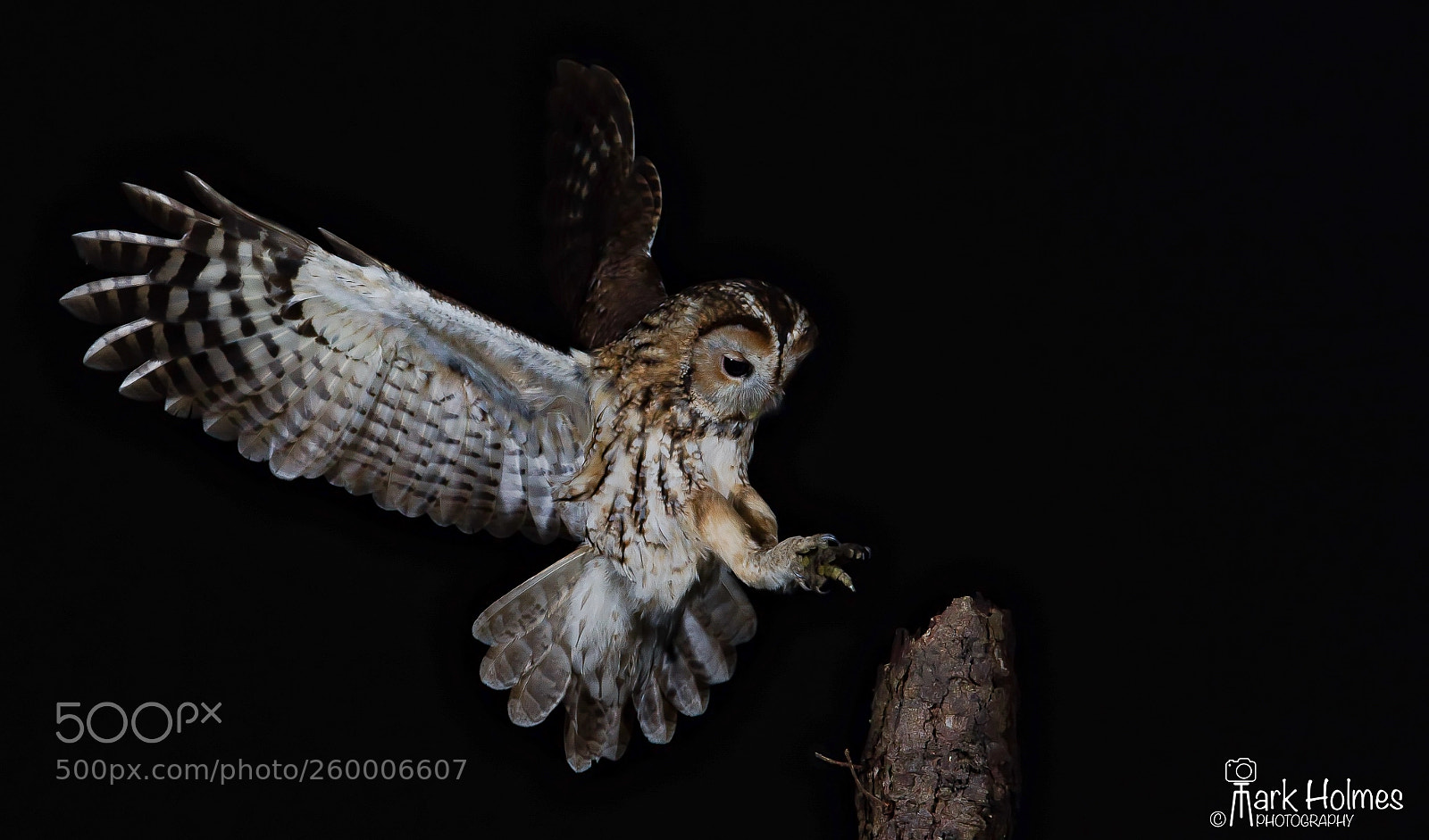Nikon D7200 sample photo. Wild tawny owl. photography