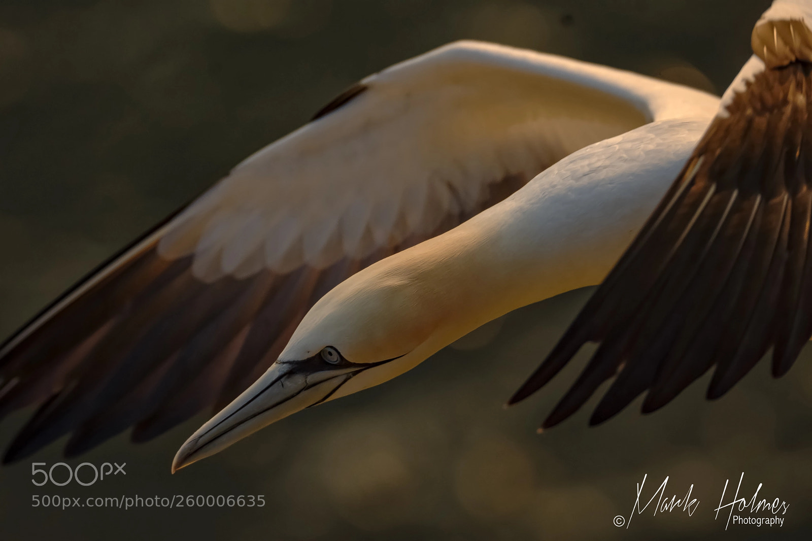Nikon D7200 sample photo. Northern gannet. photography