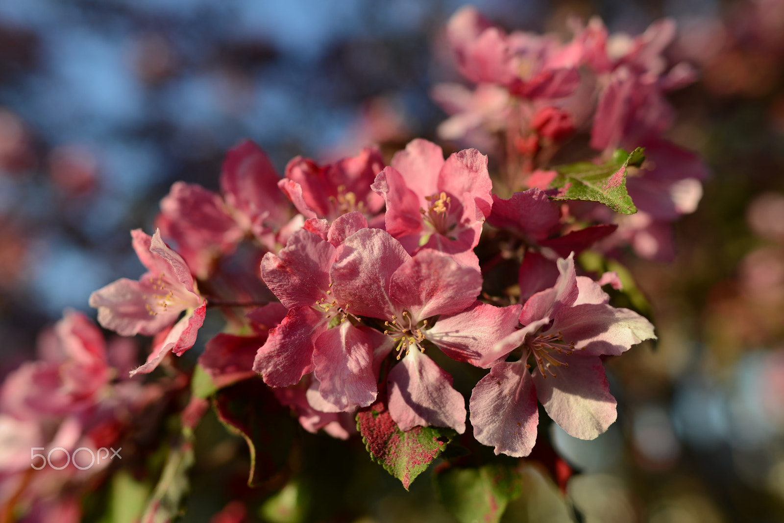 Nikon D800 + Nikon AF-S Nikkor 28mm F1.8G sample photo. Malus purpurea "aamurusko" - "morning glow" photography