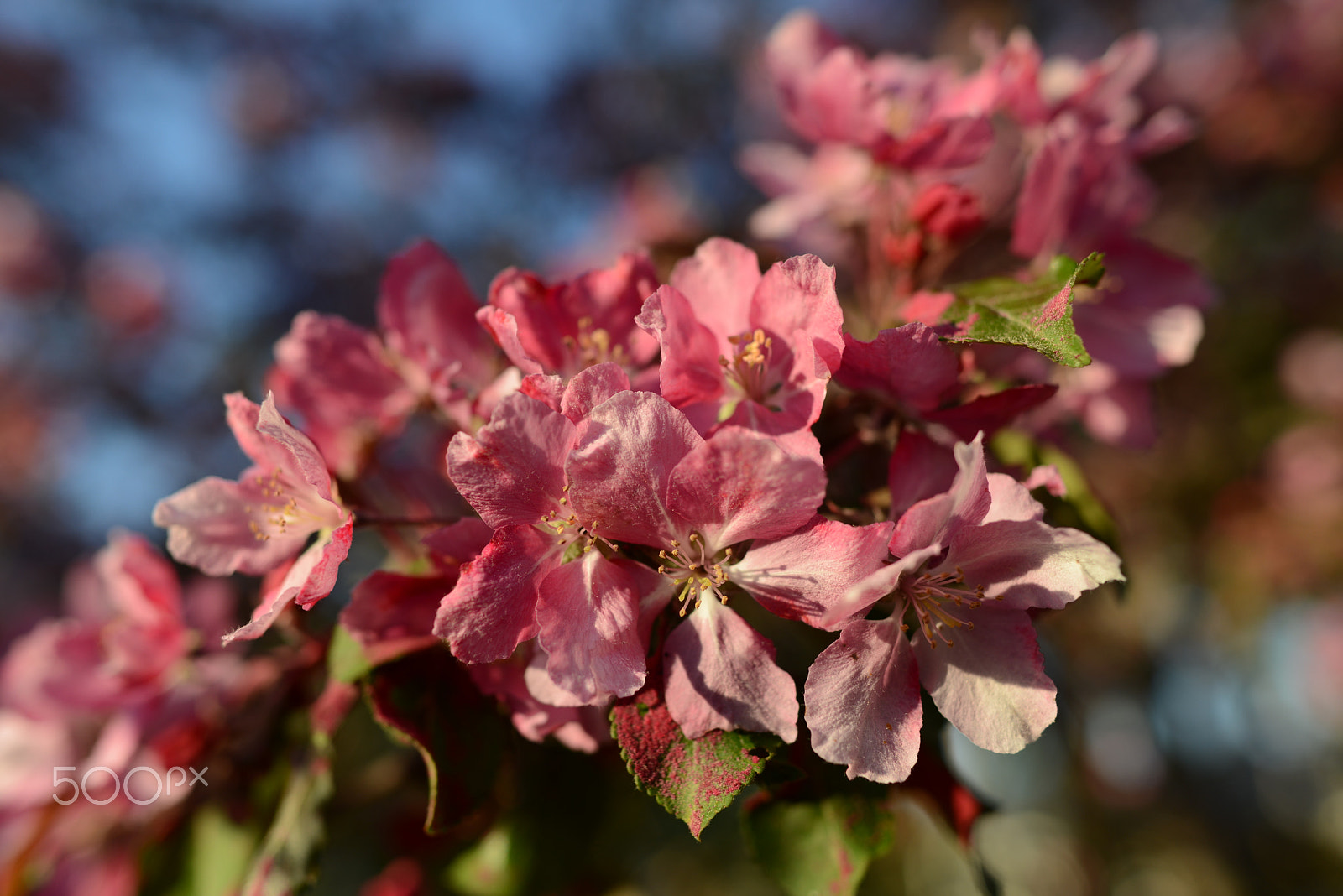 Nikon D800 sample photo. Malus purpurea "aamurusko" - "morning glow" photography