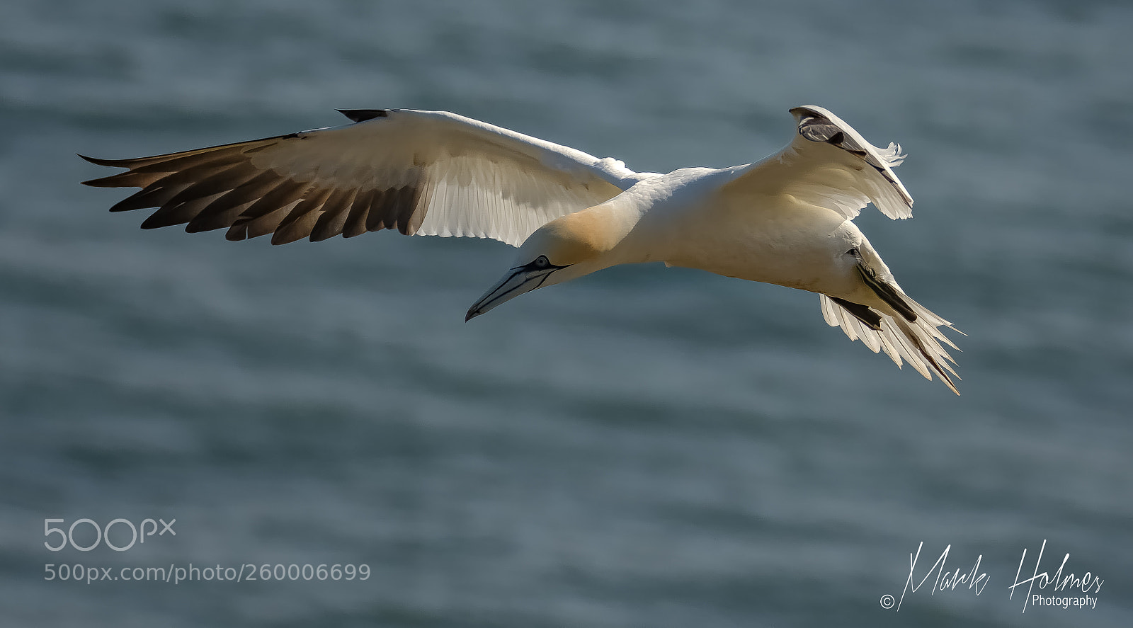 Nikon D7200 sample photo. Northern gannet. photography