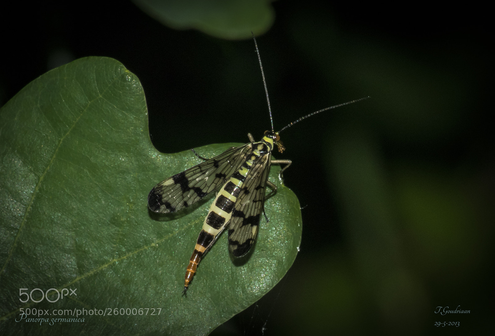Nikon D5300 sample photo. Scorpion fly photography