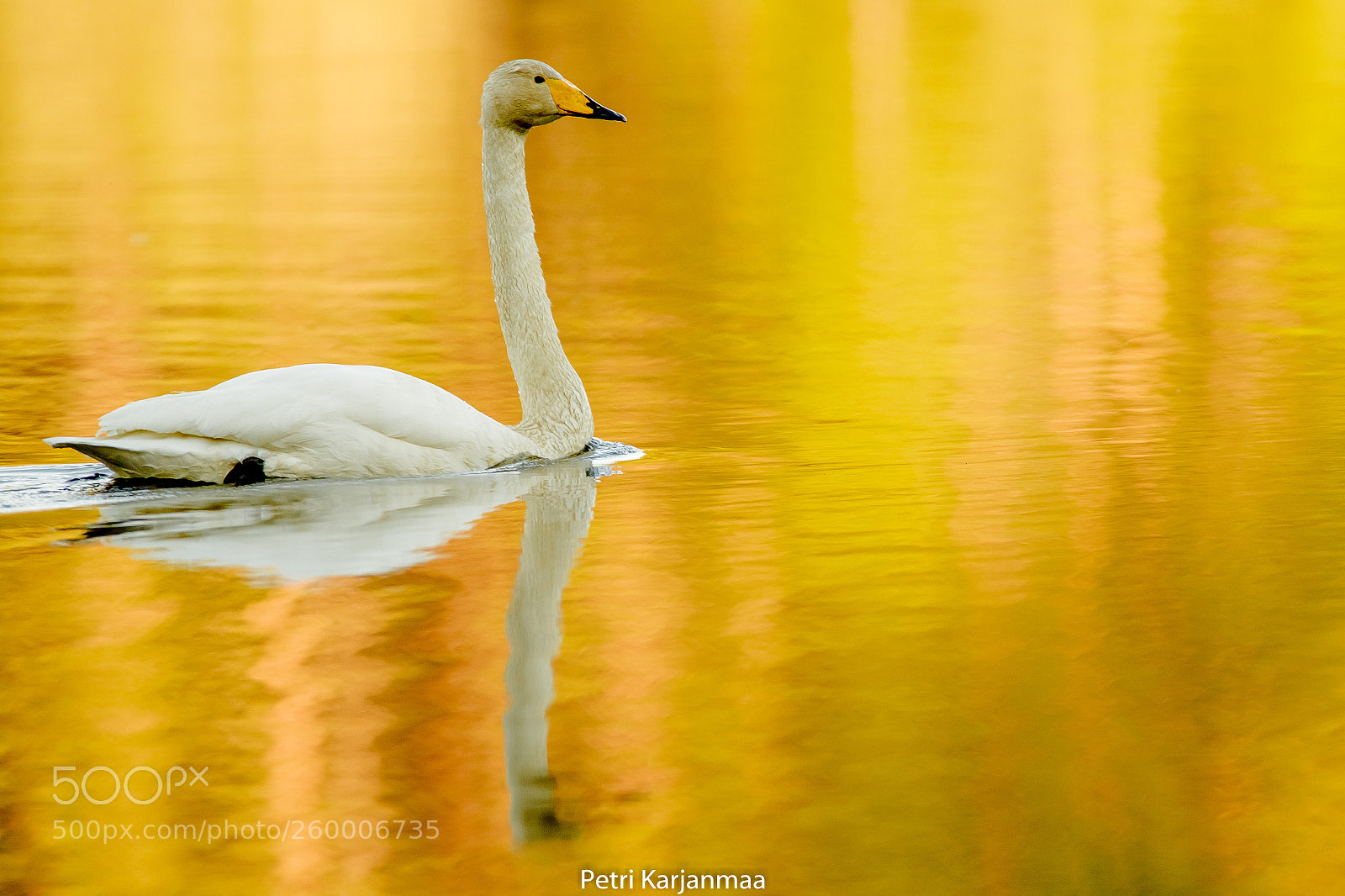 Canon EOS 7D Mark II sample photo. Swan and golden sunset photography