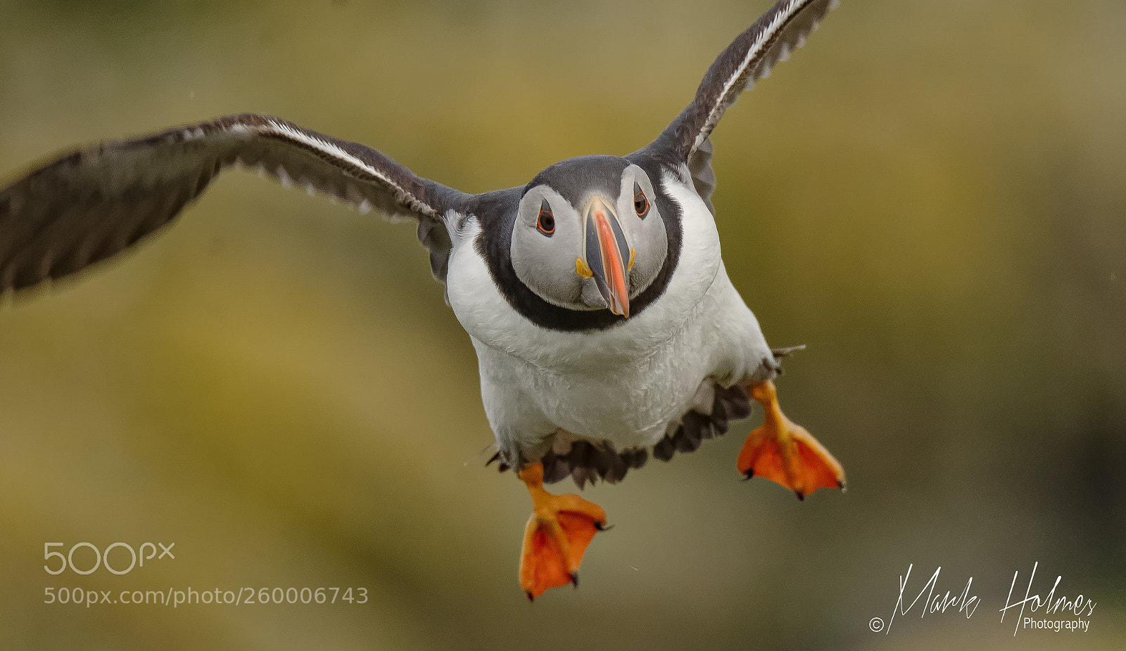Nikon D7200 sample photo. Puffin. photography