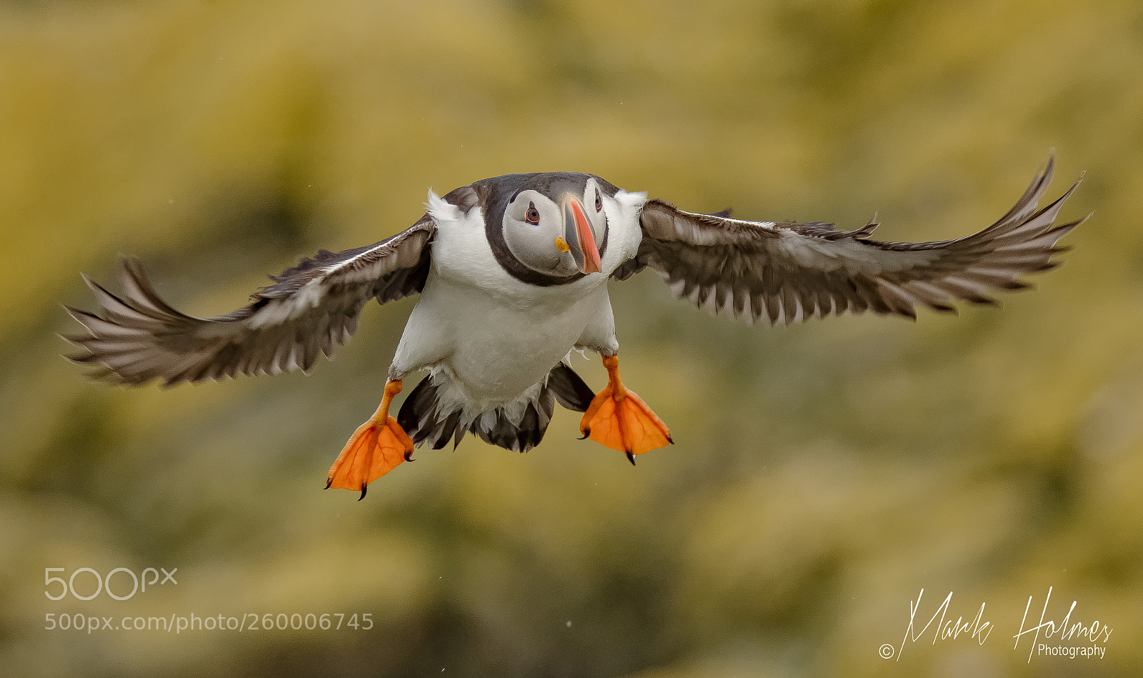 Nikon D7200 sample photo. Puffin. photography