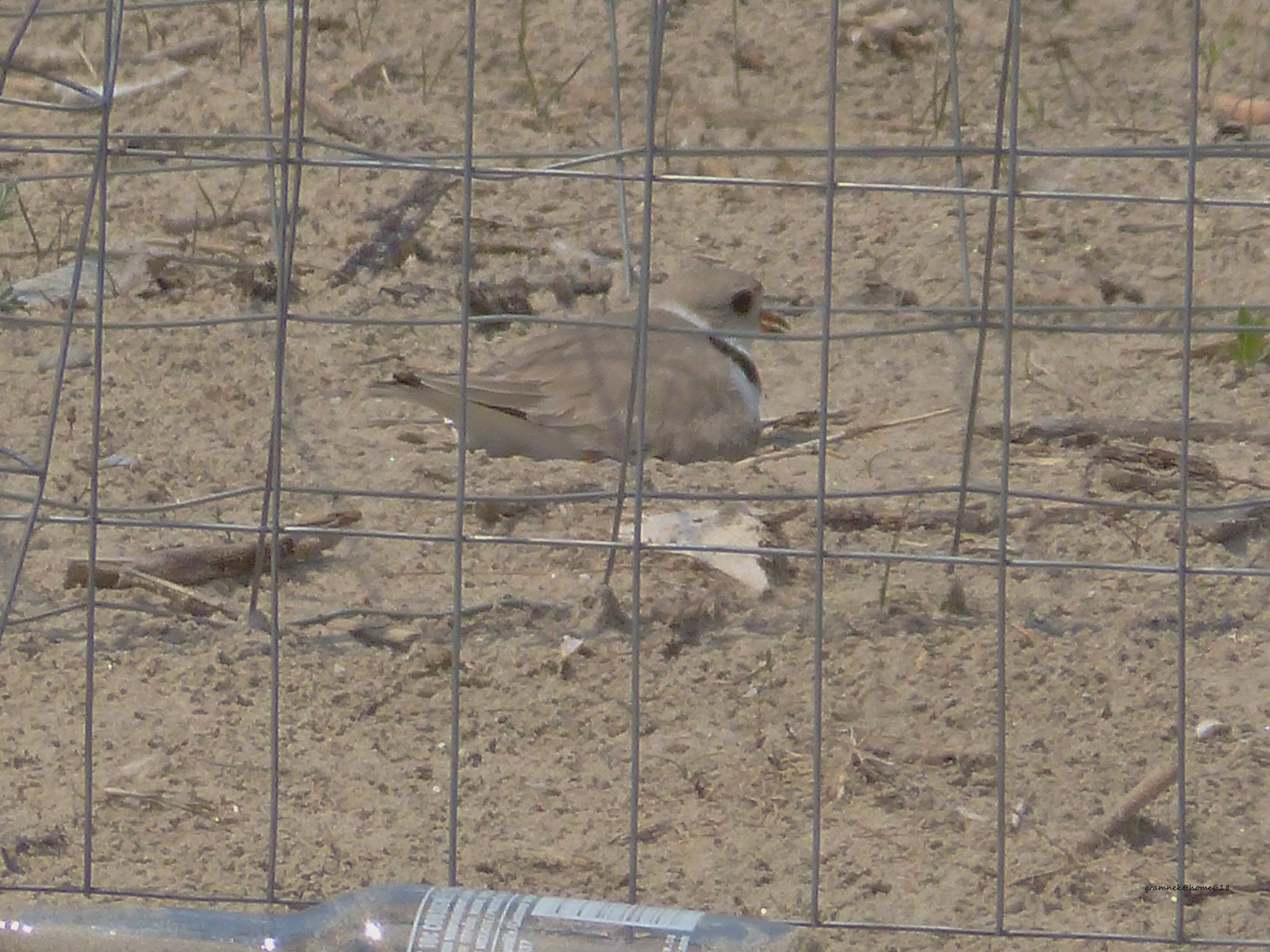 Panasonic Lumix DMC-FZ60 (Lumix DMC-FZ62) sample photo. Piping plover female nesting  please read photography