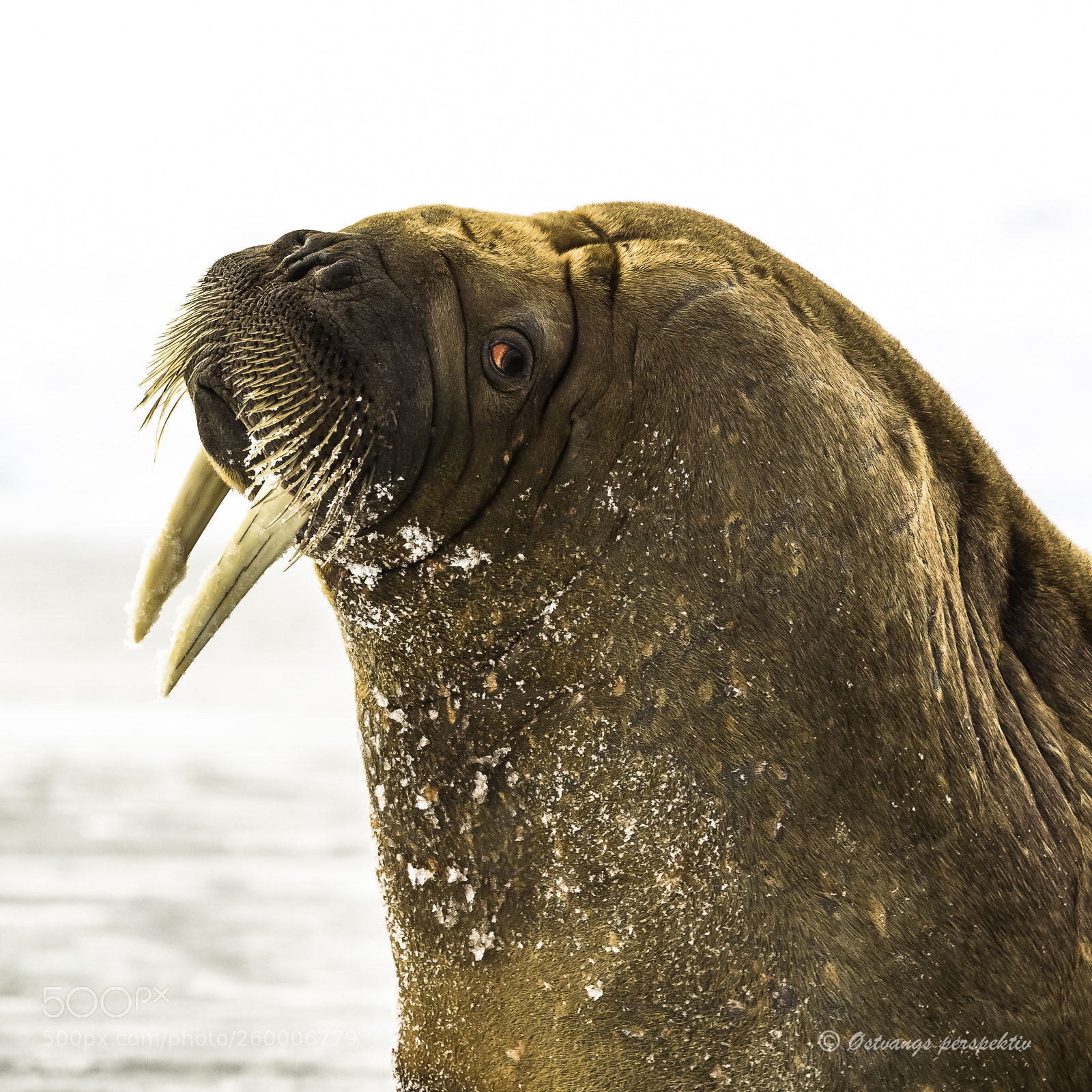 Canon EOS-1D X sample photo. Walrus, ekmannfjorden, spitsbergen photography