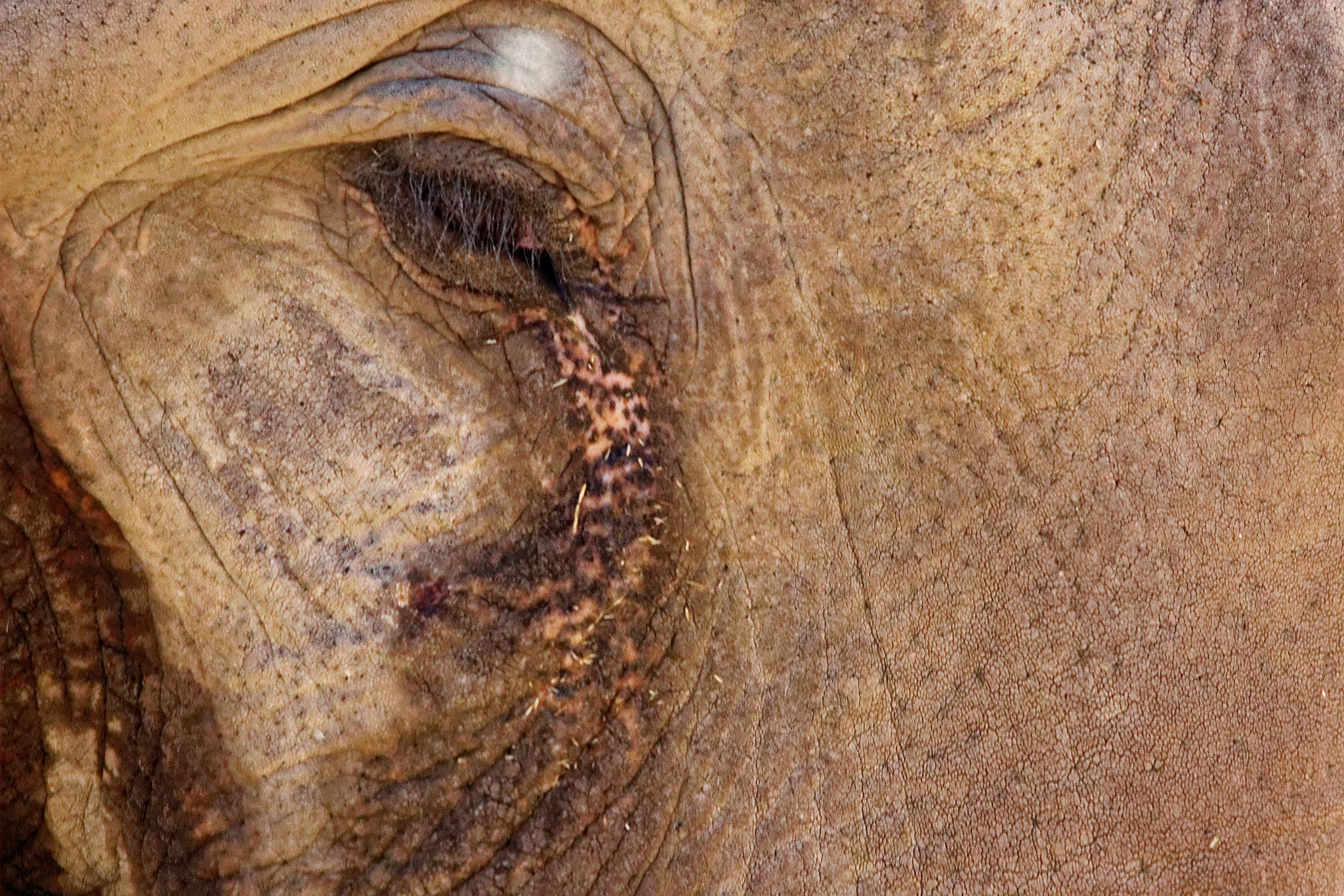 Sigma 150-600mm F5-6.3 DG OS HSM | C sample photo. Life story through an old male elephant eye photography