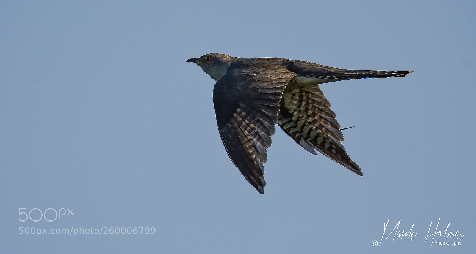Nikon D7200 sample photo. Cuckoo photography