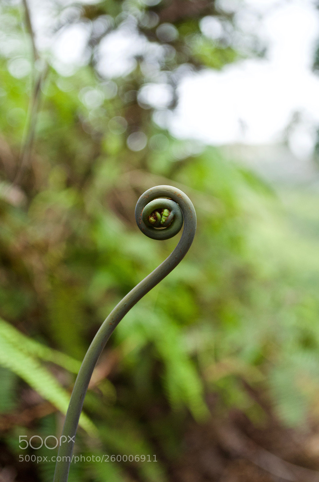 Nikon D5100 sample photo. Curled up photography