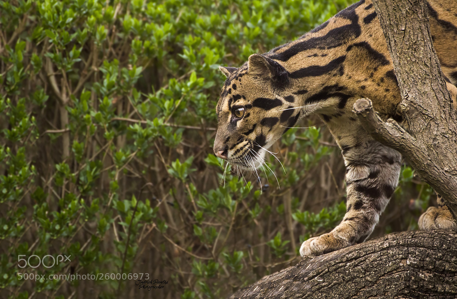 Canon EOS 100D (EOS Rebel SL1 / EOS Kiss X7) sample photo. Clouded leopard / neofelis nebulosa photography